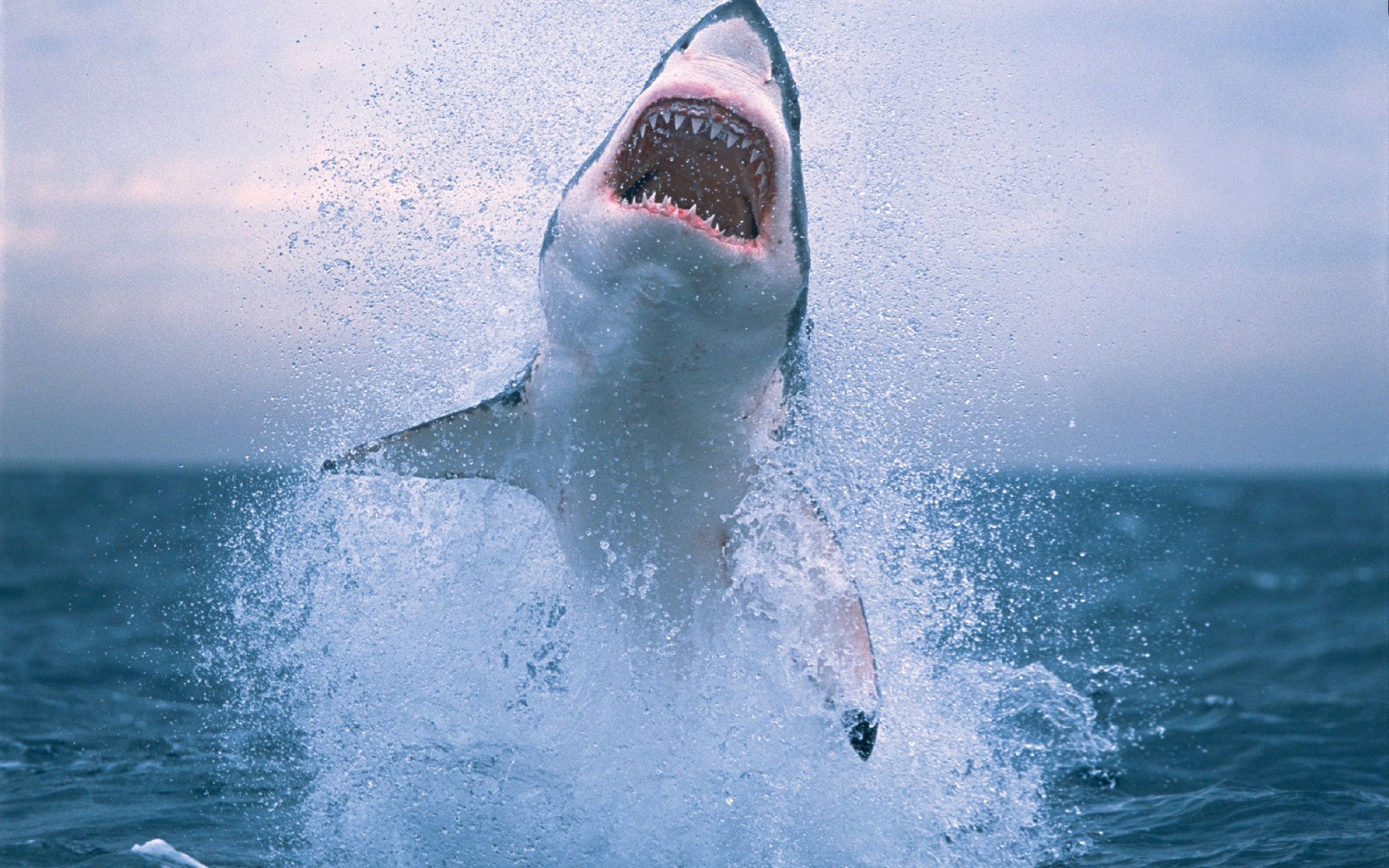 jumping, 2K, Shark, Water, Jump, HD Wallpaper