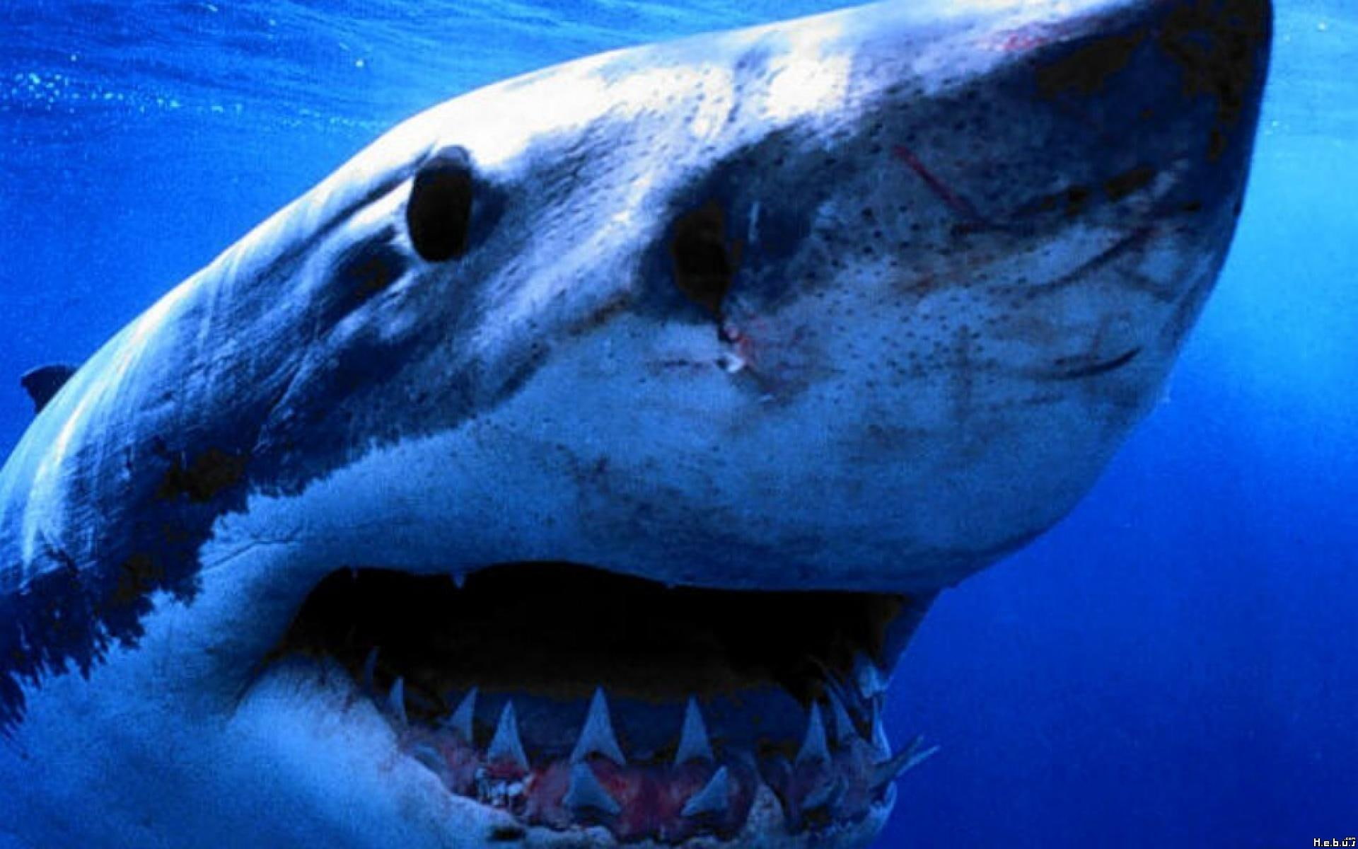 animals, illustration, 1080P, great, shark, white, HD Wallpaper