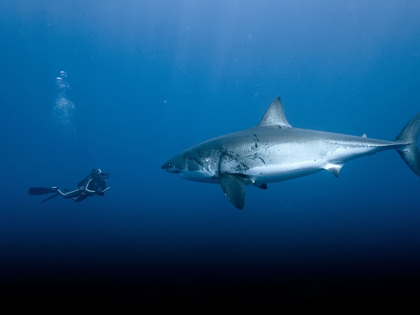 vertebrate, sport, sign, sea, Great White Shark, no people, animals in the wild, undersea, underwater, animal themes, adventure, shark, animal, animals, HD Wallpaper