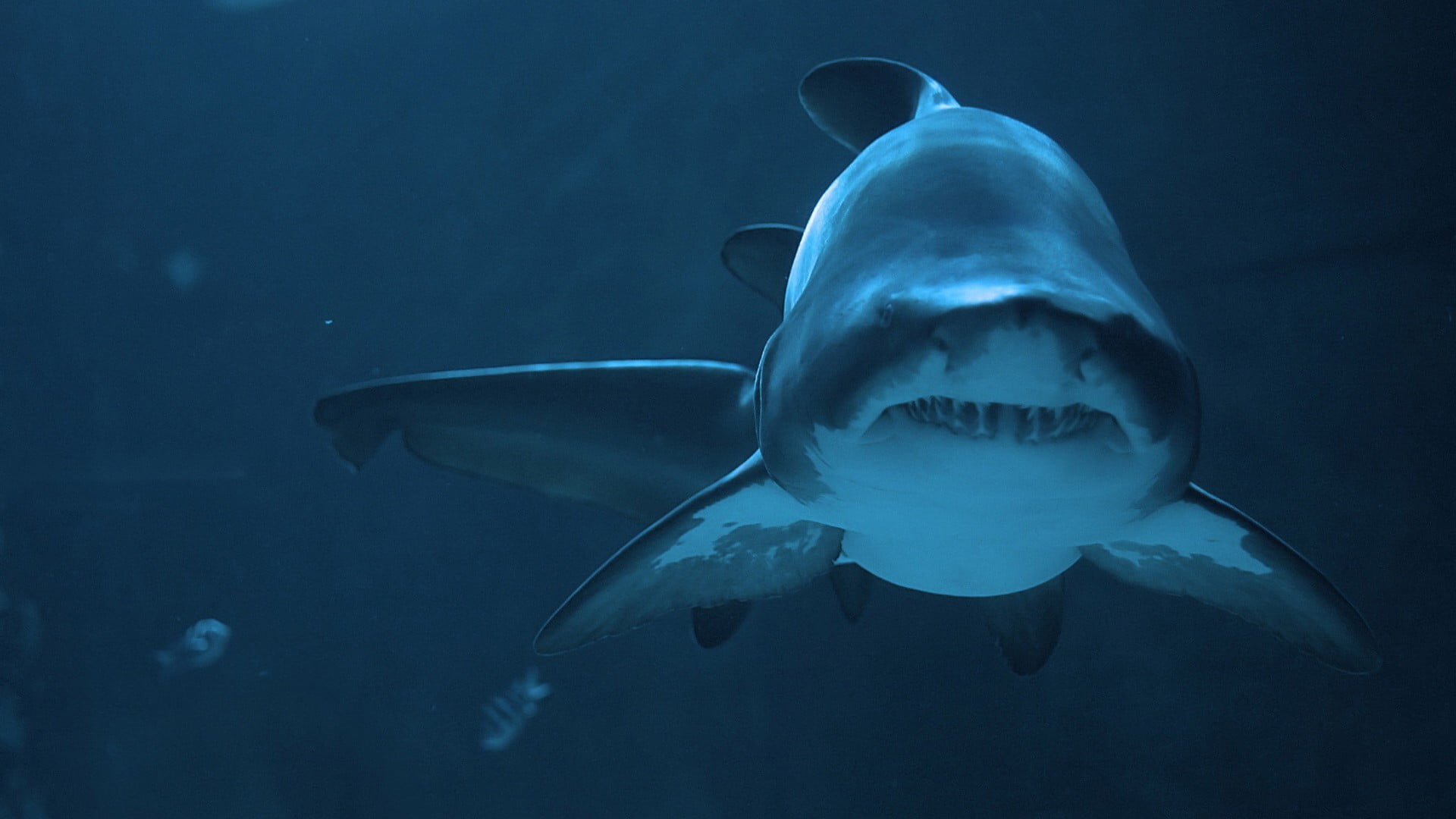 nature, underwater, vertebrate, gray, one animal, marine, animal themes, undersea, sea, blue, mouth open, warning sign, swimming, animals, water, white, HD Wallpaper