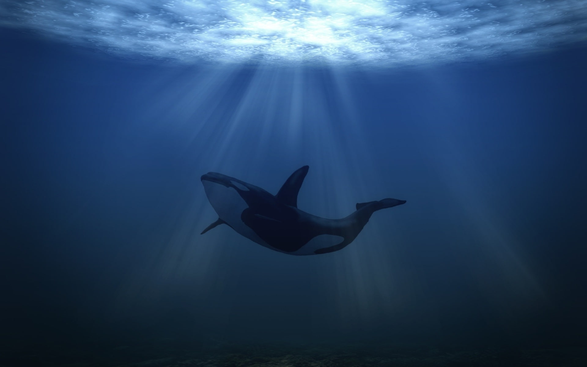 sea, 1080P, shark, big, whale, underwater, HD Wallpaper