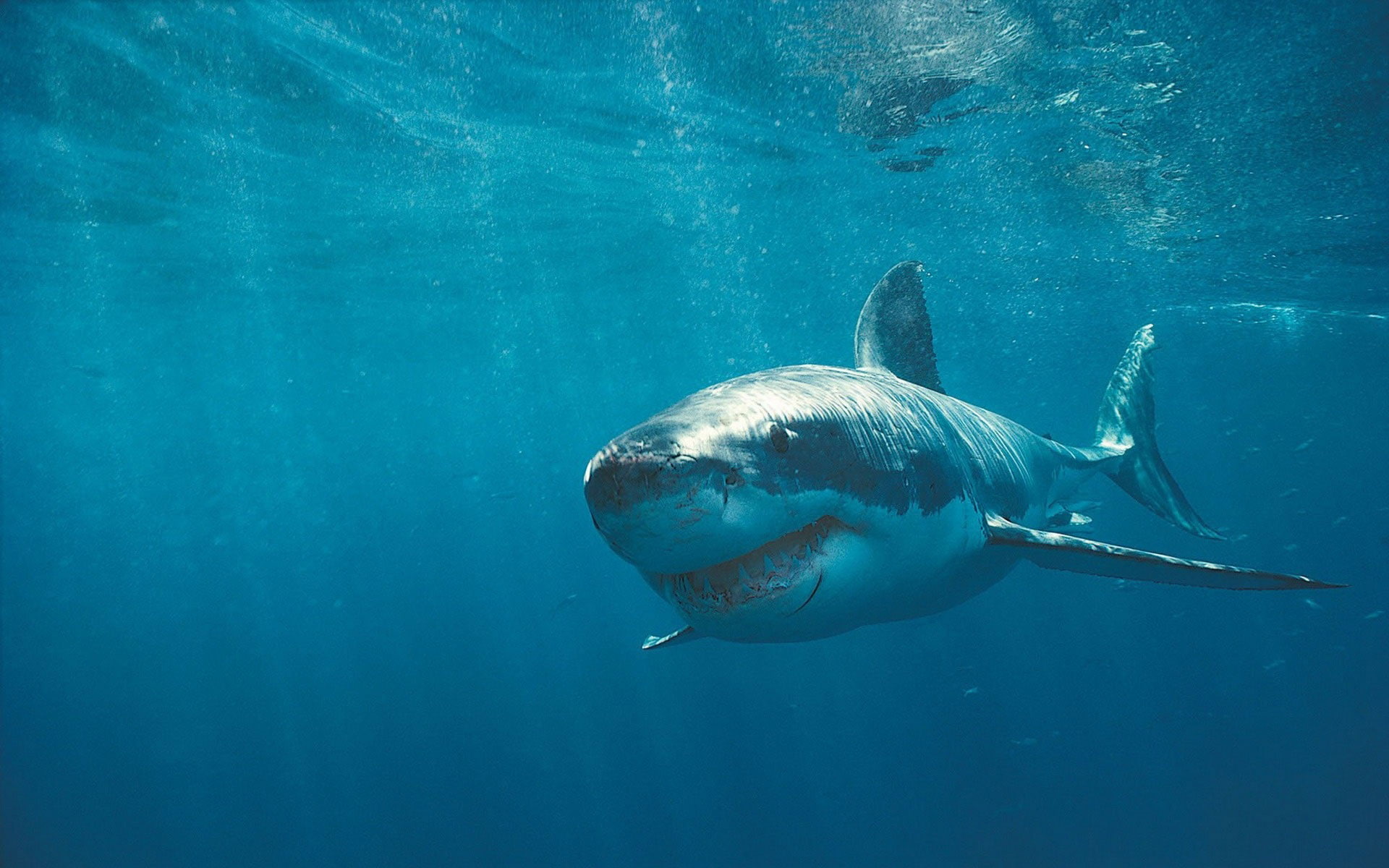 fish, shark, hd, blue, ocean, 1080P, animals, HD Wallpaper