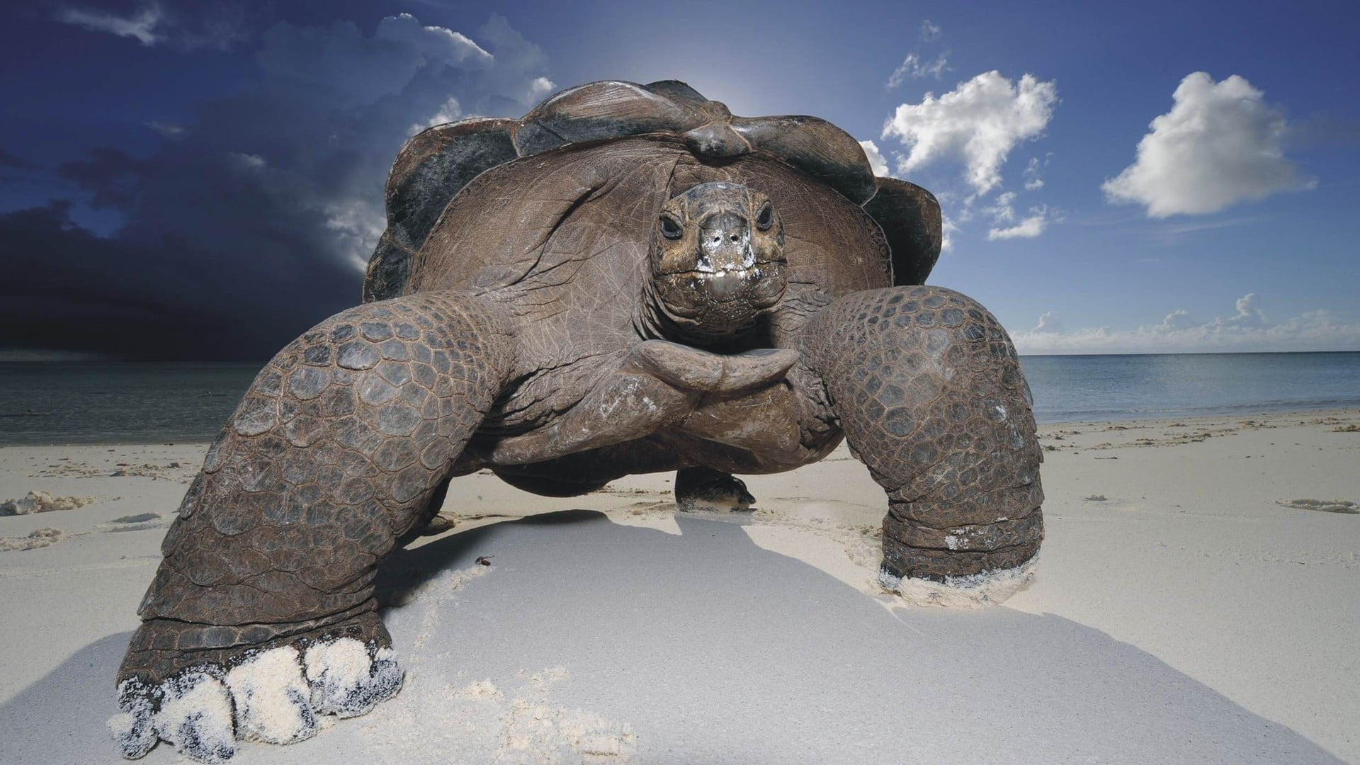 nature, no people, statue, creativity, sunlight, cloud - sky, art and craft, sea, horizon over water, tortoise, black, land, sculpture, 1080P, day, representation, HD Wallpaper