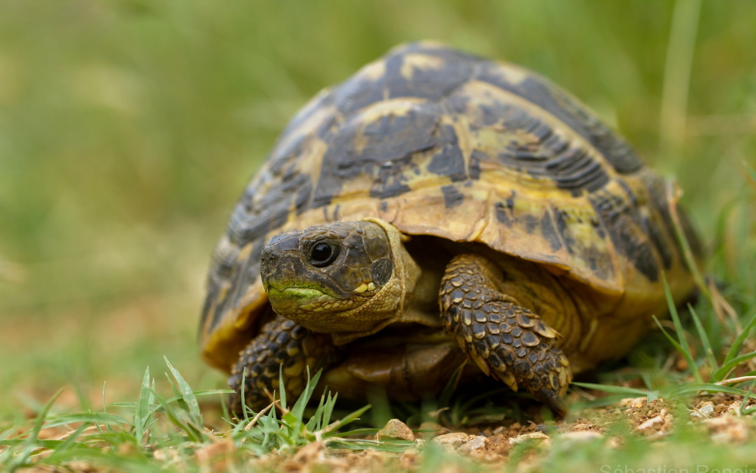 outdoors, one animal, vertebrate, turtle, reptile, no people, animals, nature, animal wildlife, 2K, animal themes, shell, animals in the wild, animal shell, HD Wallpaper