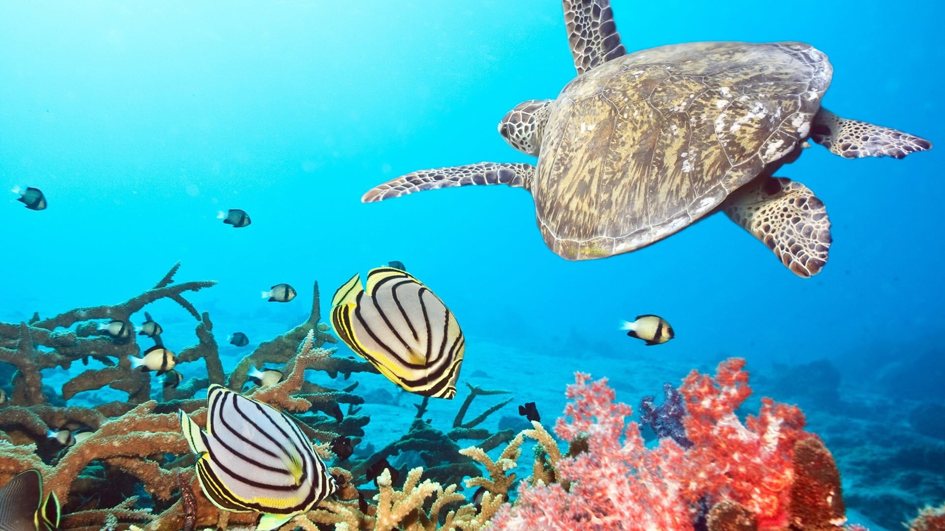 swimming, turtle, animal themes, vertebrate, gray, animal wildlife, 1080P, group of animals, fish, nature, striped, coral, large group of animals, animals in the wild, HD Wallpaper