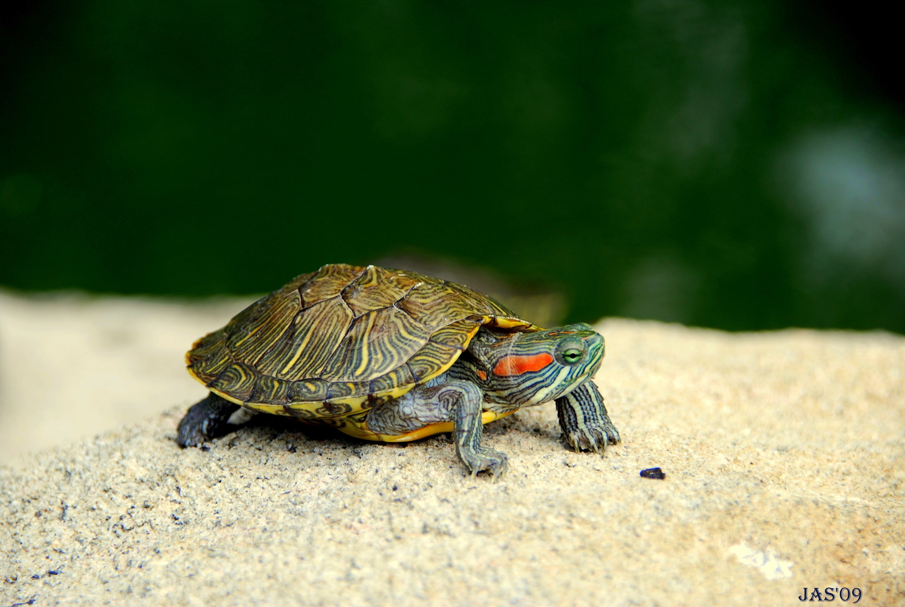 tortoise, marine, land, animal themes, full length, one animal, outdoors, no people, turtle, animals In The Wild, animal wildlife, pets, crawling, close-up, HD Wallpaper