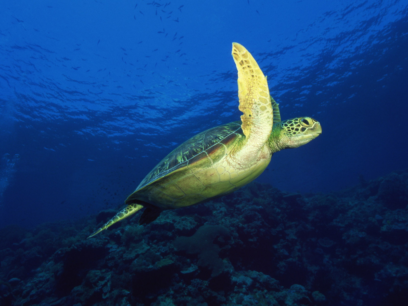 turtle, sea, rocks, green, tortoise, animals, blue, sea turtle, 720P, HD Wallpaper