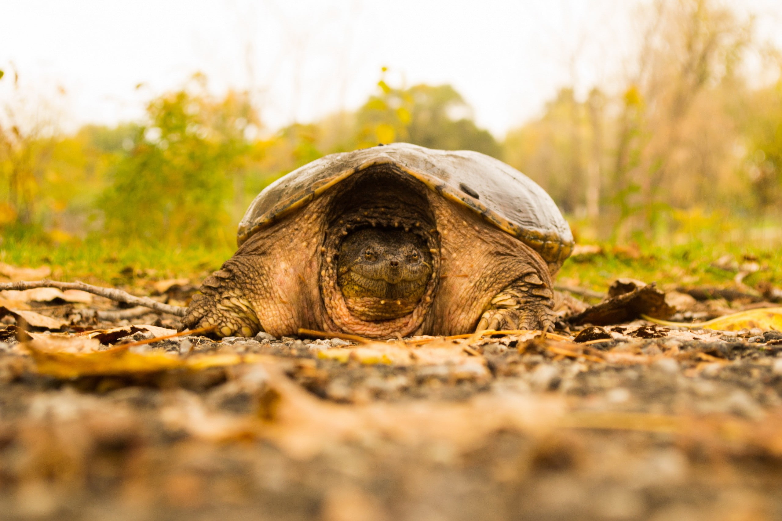 plant, close-up, one animal, animals, animal wildlife, animals in the wild, no people, vertebrate, surface level, nature, outdoors, 2K, turtle, day, tortoise, HD Wallpaper