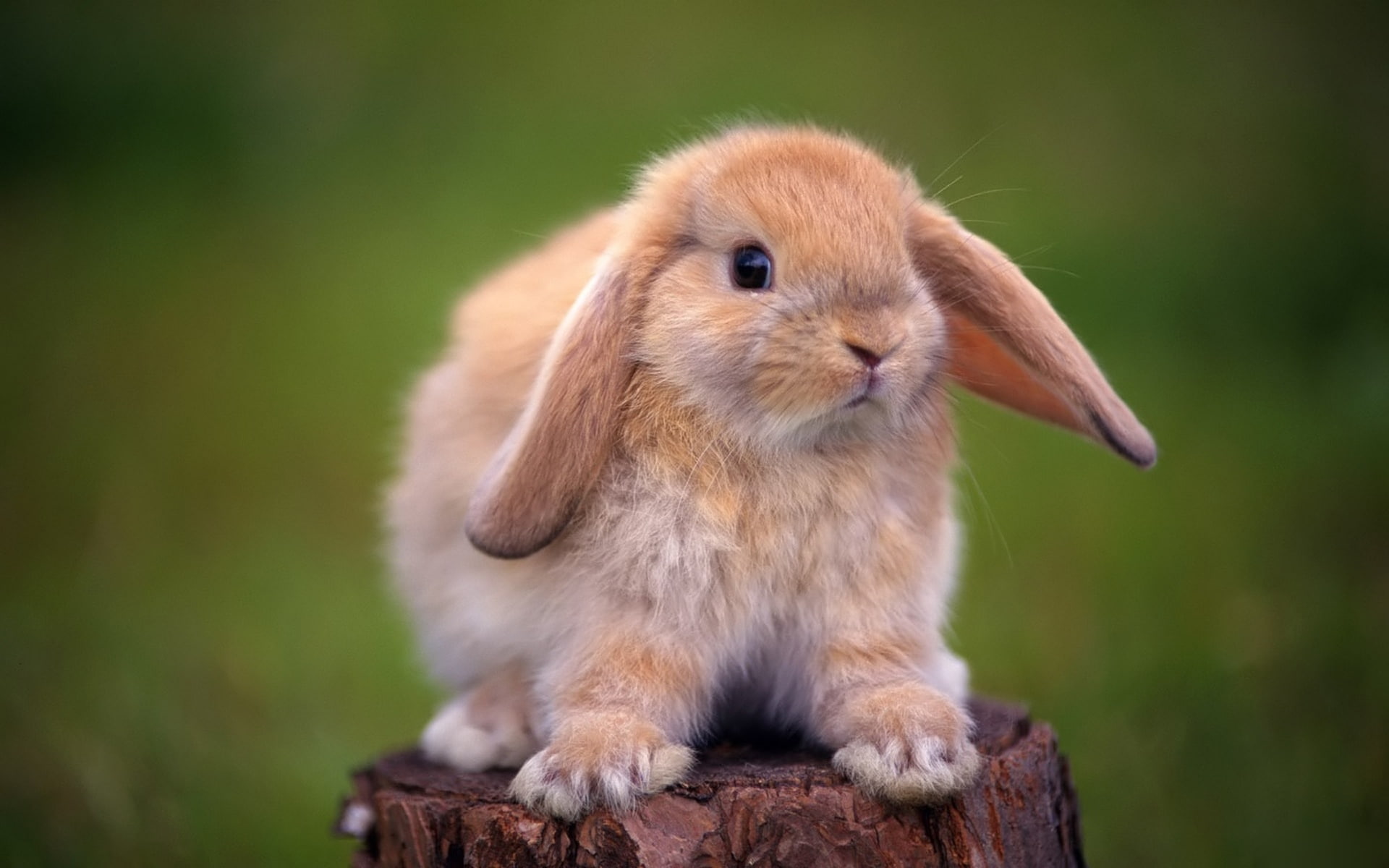 1080P, Rabbit, Standing, Stump, Tree, Cute, HD Wallpaper