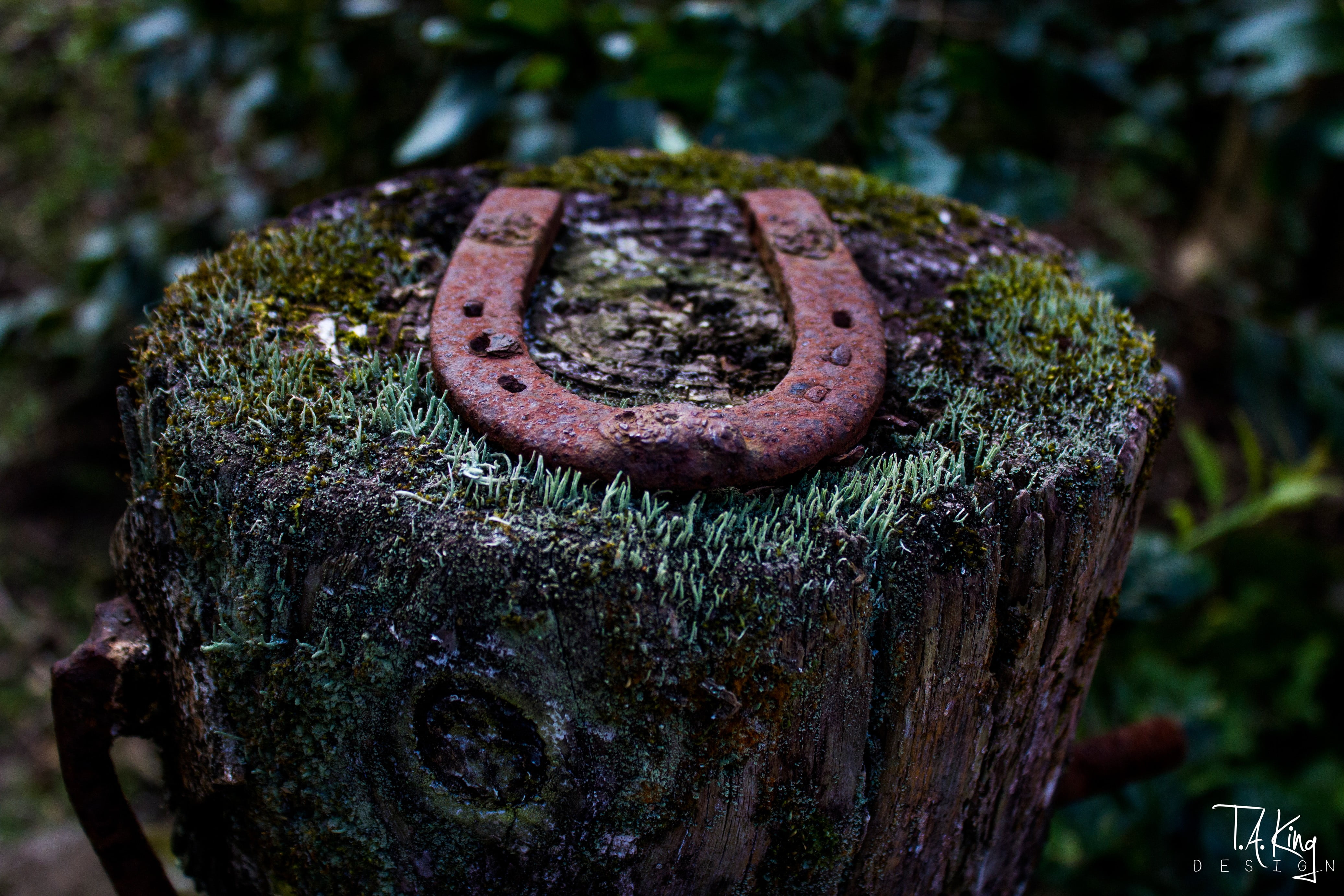 weathered, Taking Design, no people, moss, nature, brown, depth of field, bark, deterioration, tree, day, close-up, metal, wood, rusty, outdoors, decline, HD Wallpaper