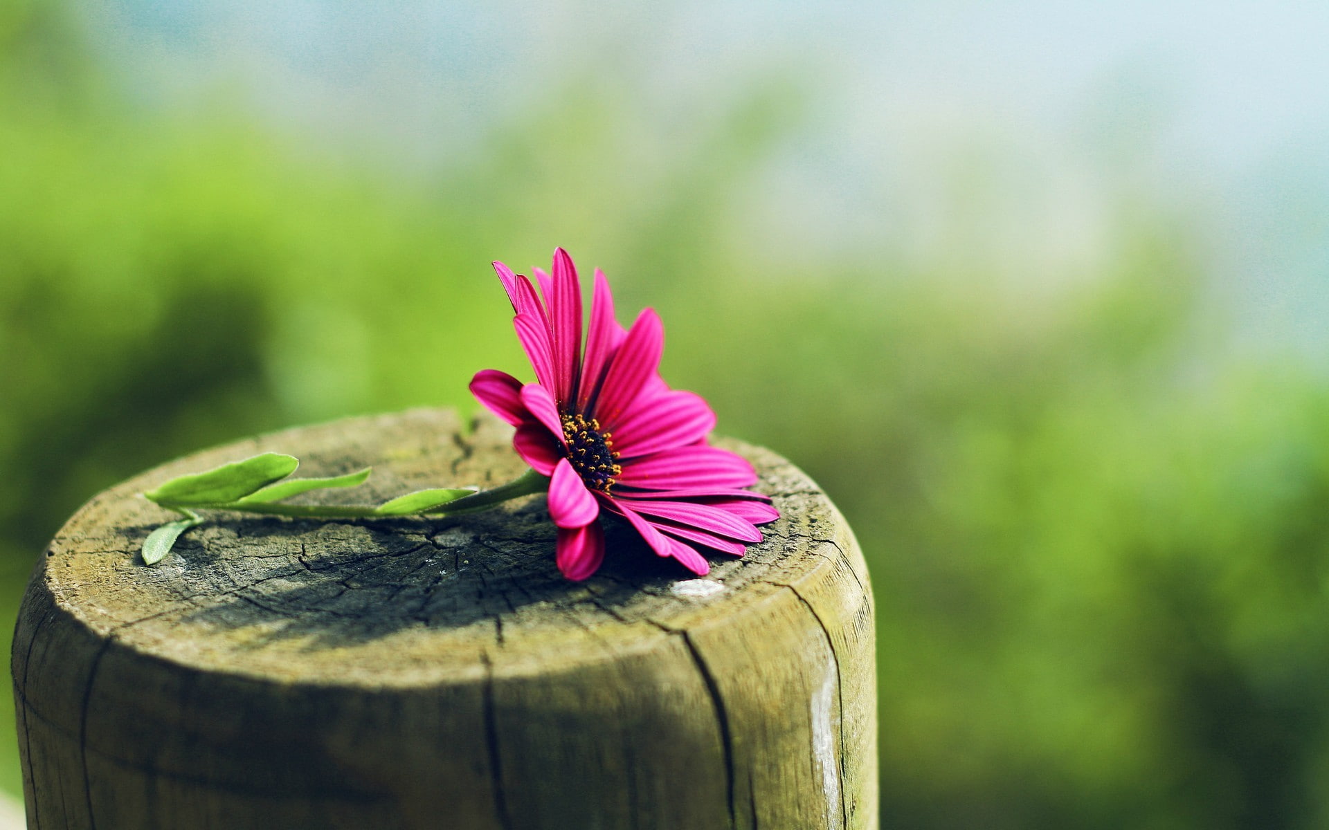 nature, macro, flowers, pink flowers, 1080P, tree stump, HD Wallpaper