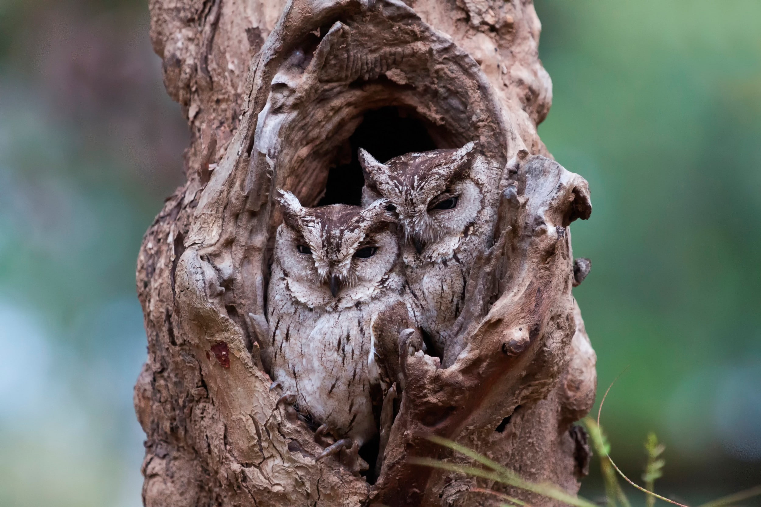 camouflage, 1080P, trees, depth of field, owl, animals, tree stump, wood, nature, HD Wallpaper
