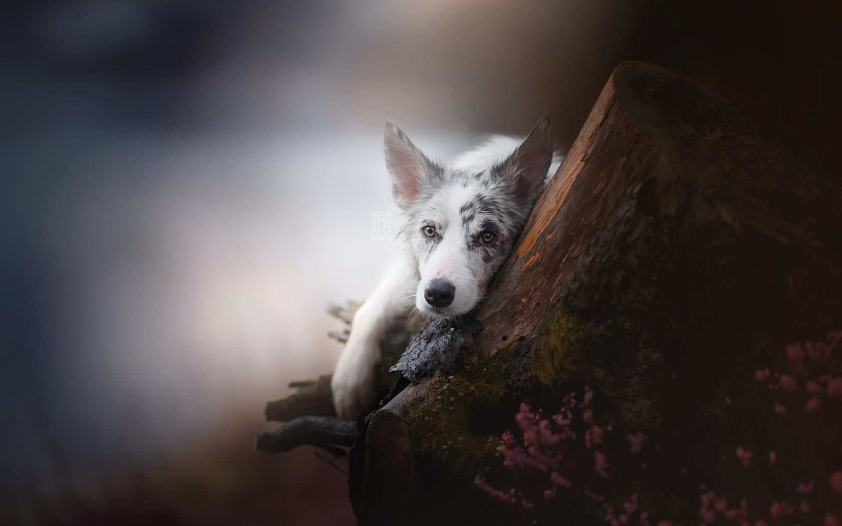 pets, tree stump, coated, nature, looking at camera, one animal, depth of field, dog, short, white, looking, day, mammal, animals, animal body part, animal themes, HD Wallpaper