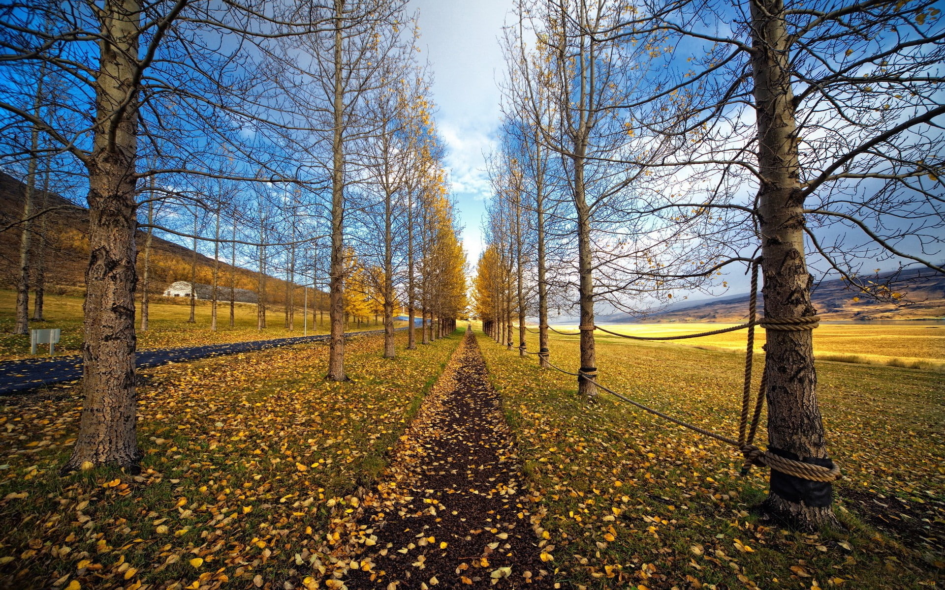 leaf, outdoors, tranquility, beauty in nature, autumn, sky, nature, autumn collection, tranquil scene, change, trunk, branch, road, tree, land, field, scenics - nature, HD Wallpaper