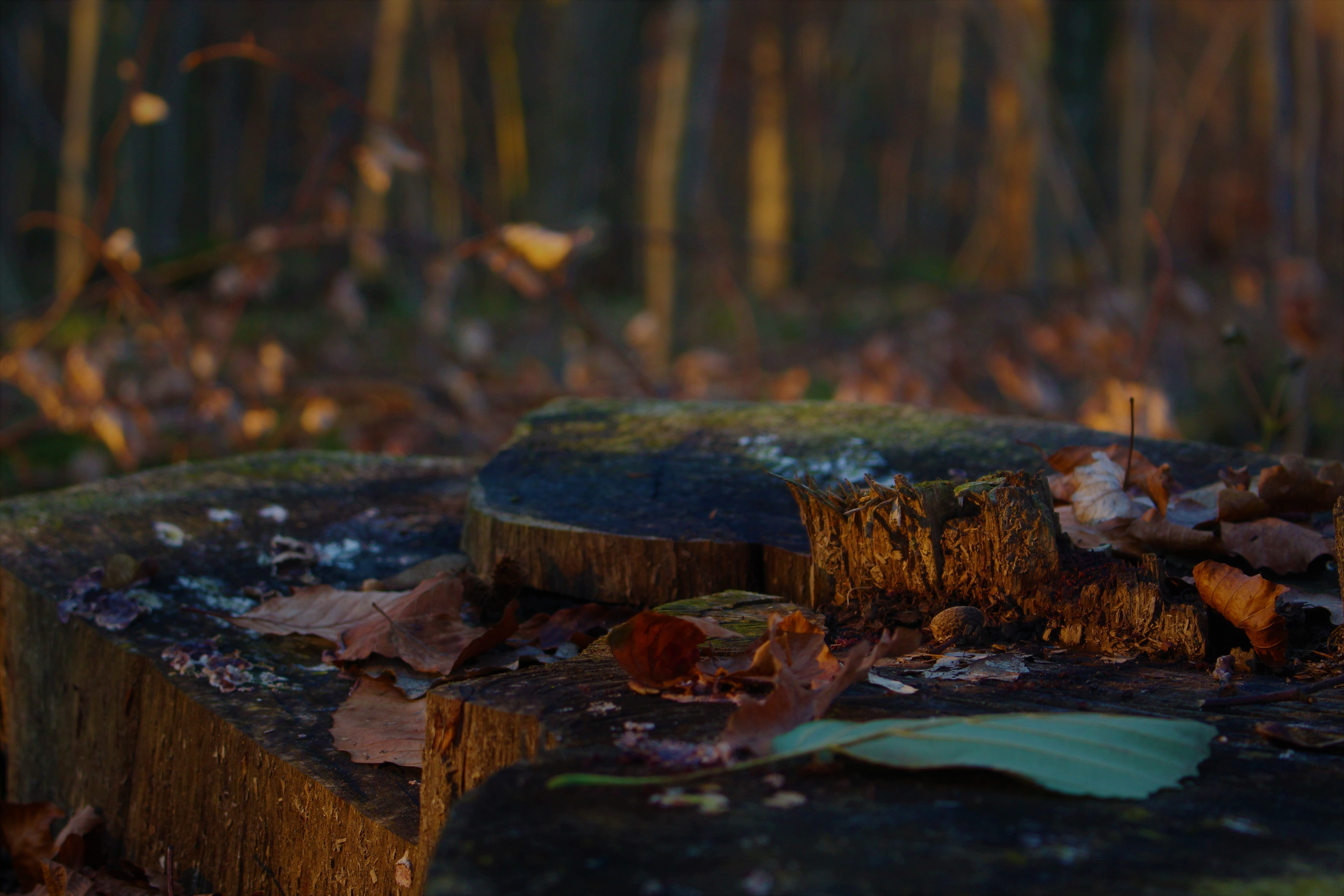 nature, forest, tree stump, leaves, 5K, macro, HD Wallpaper