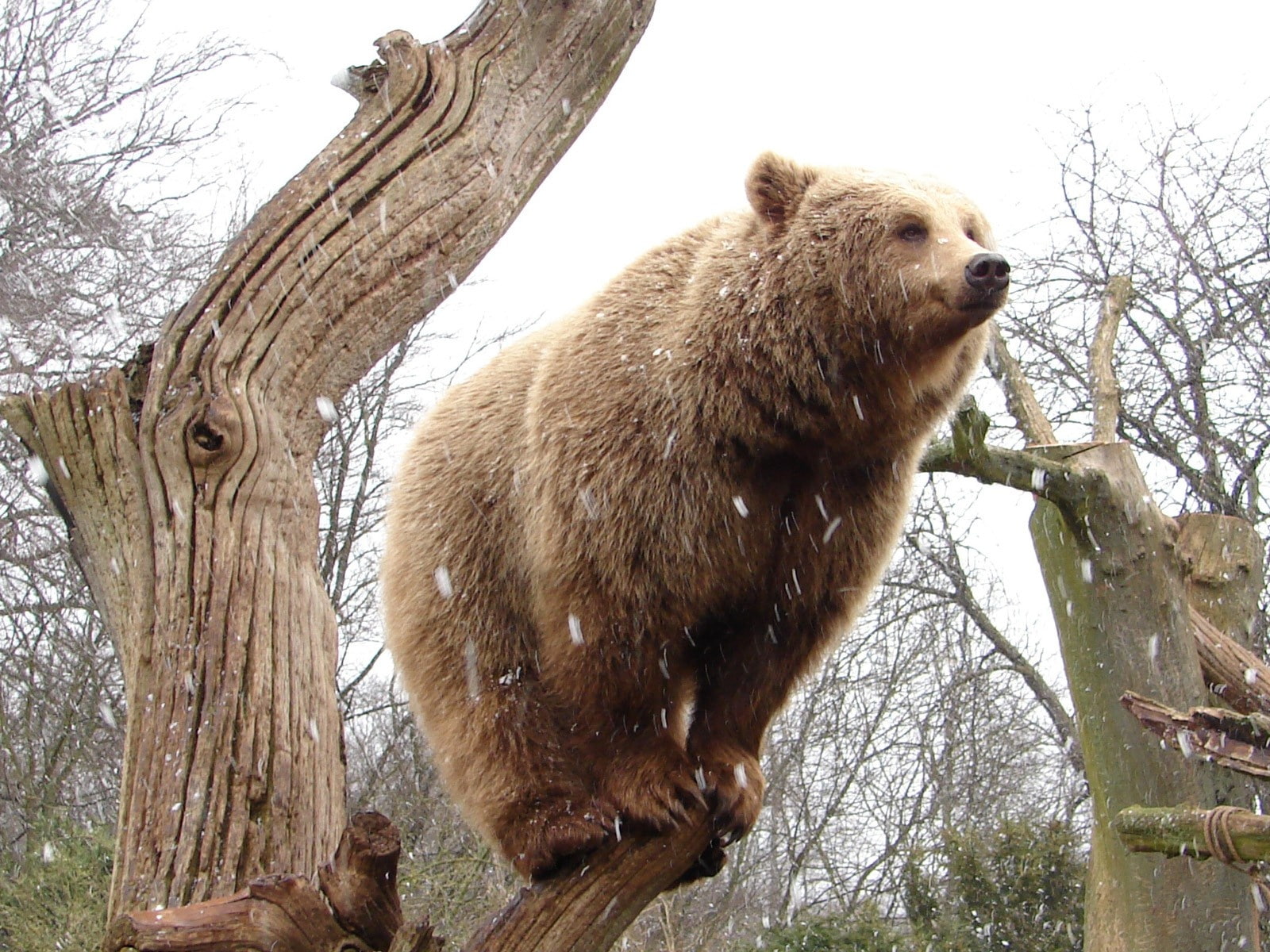 Tree, Standing, Stump, Bear, 720P, HD Wallpaper