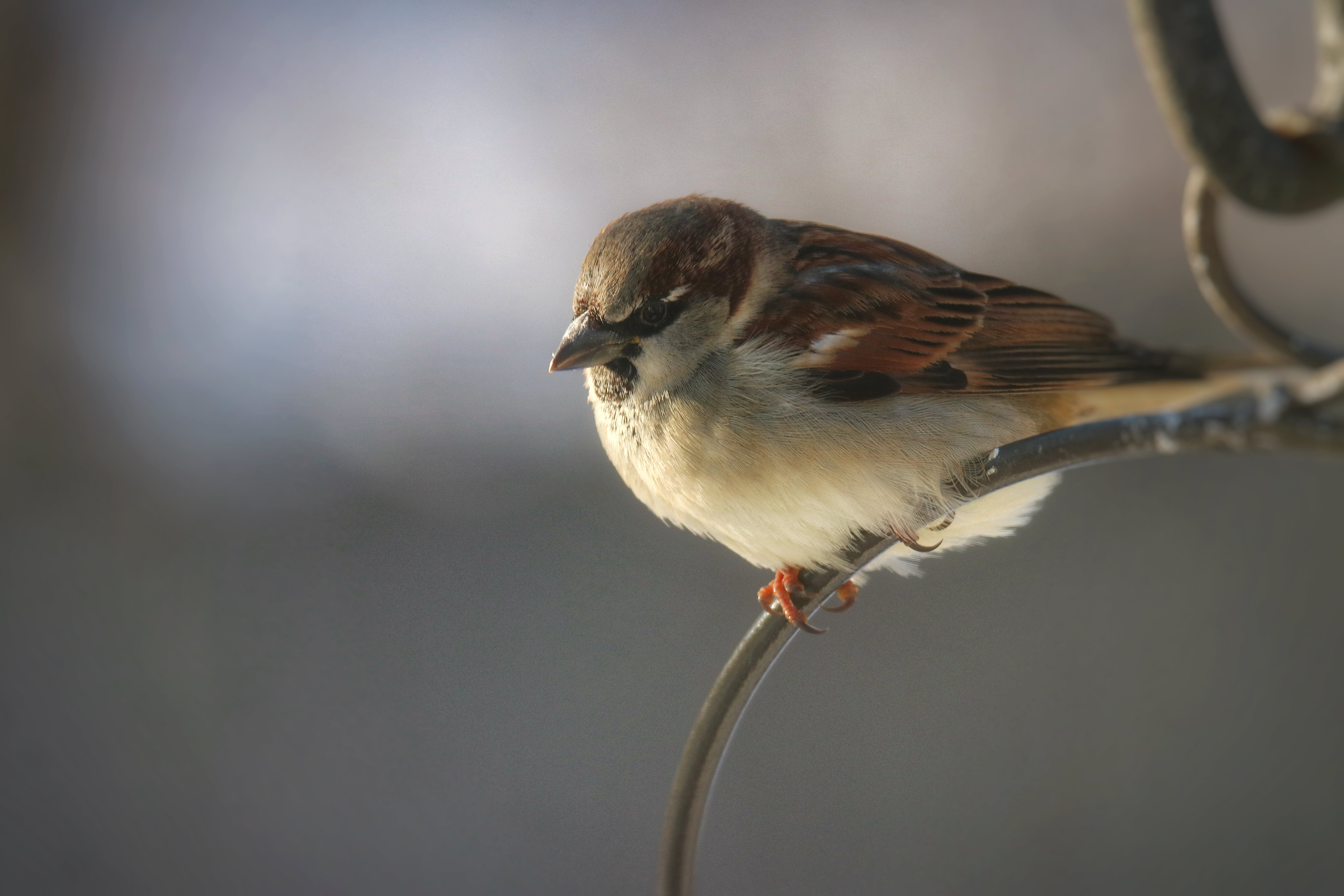 sparrow, winter, House Sparrow, beak, shallow, Nature, Backyard, local, outdoors, bird, close-up, Wildlife, house  sparrow, feather, animal, focus, brown, HD Wallpaper