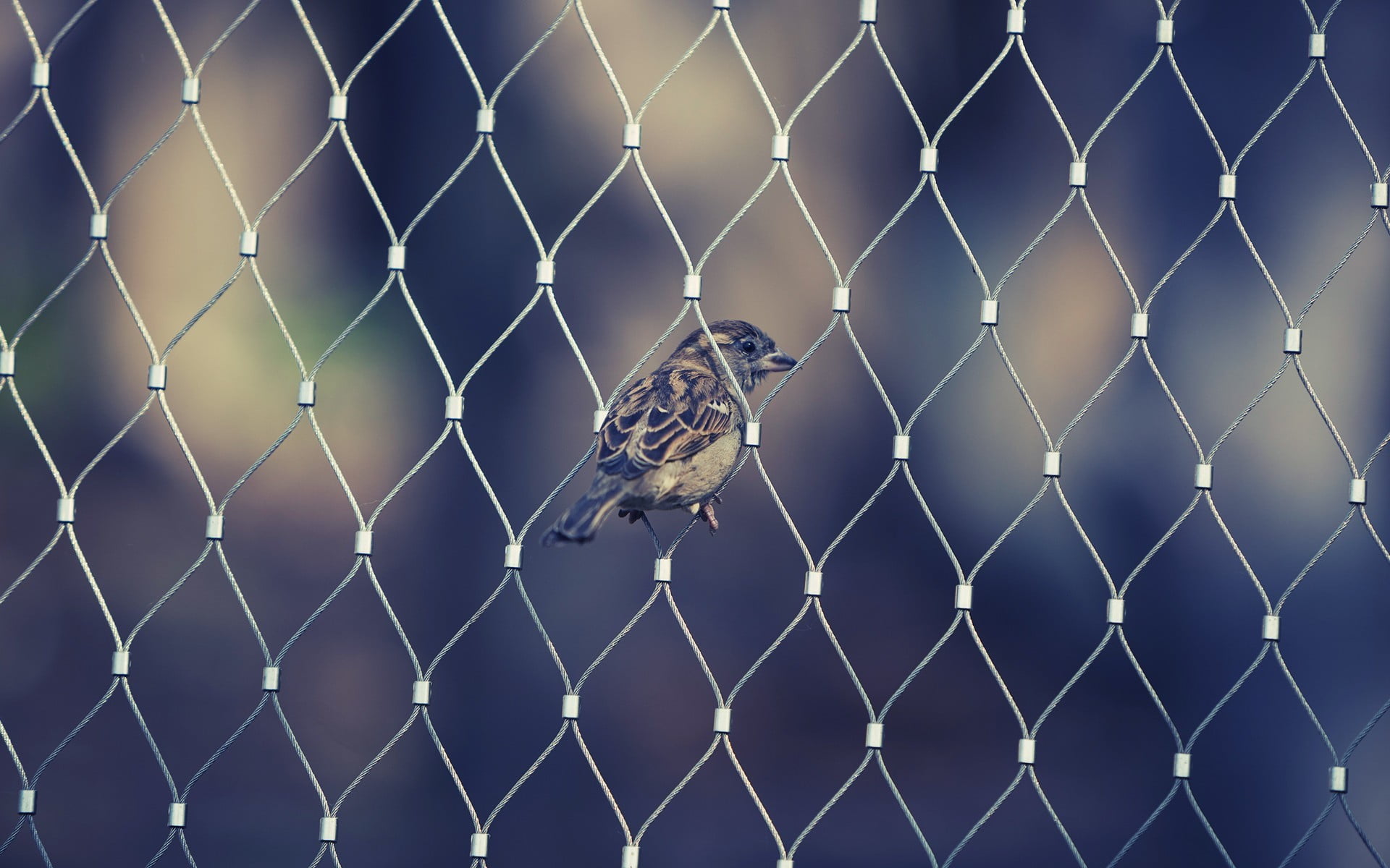 chainlink fence, safety, metal, animal themes, one animal, 1080P, vertebrate, boundary, security, animal wildlife, animals, bird, barrier, birds, animal, HD Wallpaper