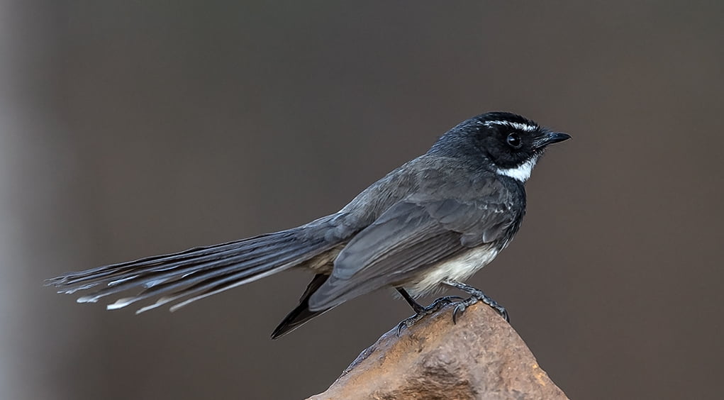 Bangalore, Nikon D4S, black, wildlife, bird, nature, 480P, macro photography, photography, black bird, animal, Rhipidura, beak, flycatcher, rock, standing, HD Wallpaper