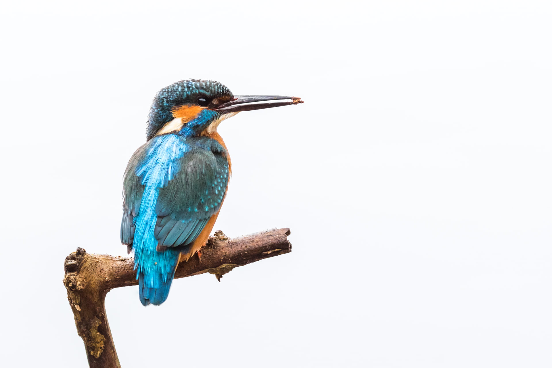 blue, Common Kingfisher, multi Colored, branch, animal, bird, Wildlife, Mecklenburgische Seenplatte, beak, Mecklenburg-Western Pomerania, alcedo atthis, HD Wallpaper