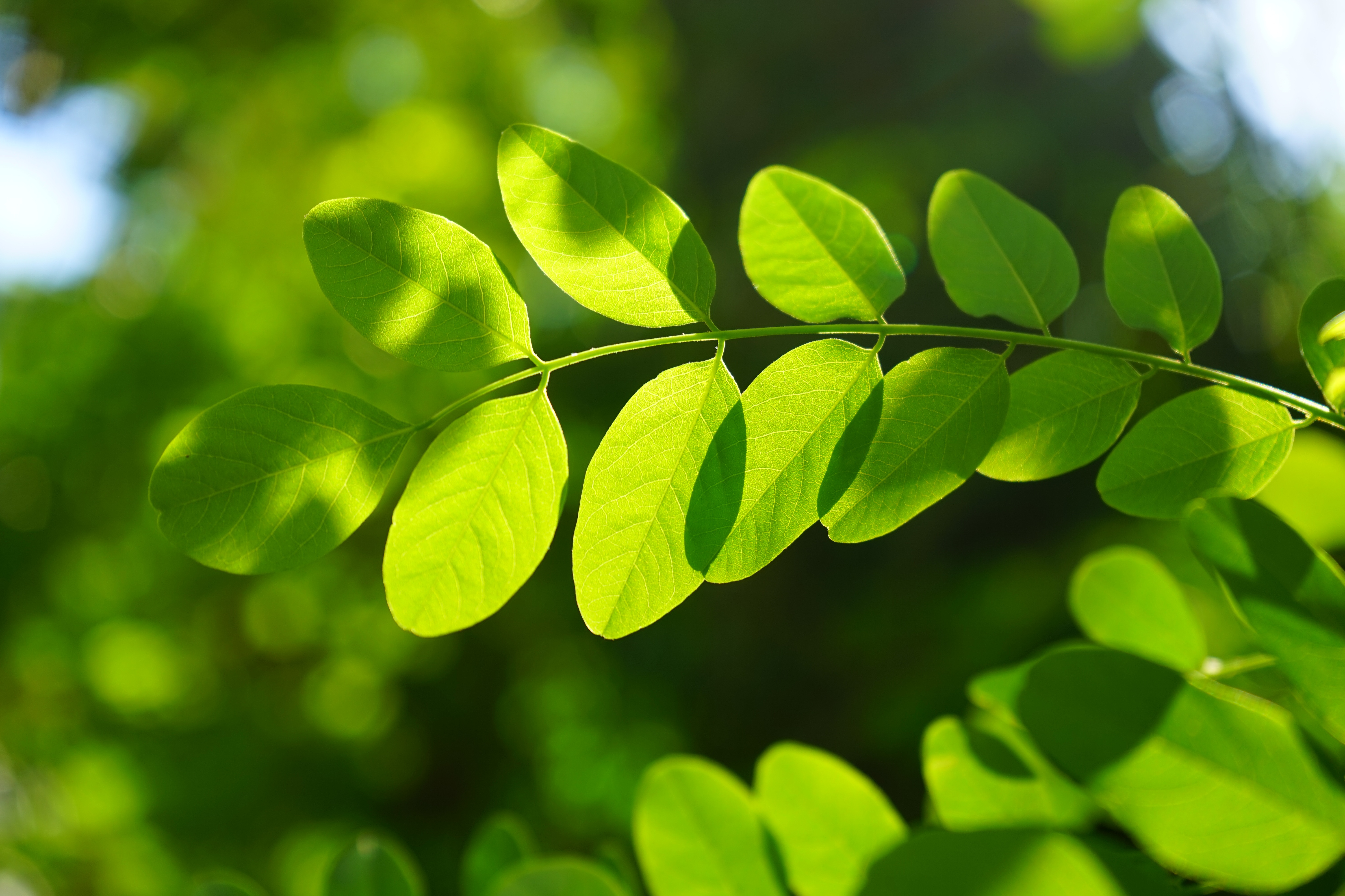 robinia, filigree, false acacia, bees, translucent, growth, no people, dark green, leaf veins, branch, close-up, leaves, tranquility, shades of green, leaf structures, HD Wallpaper