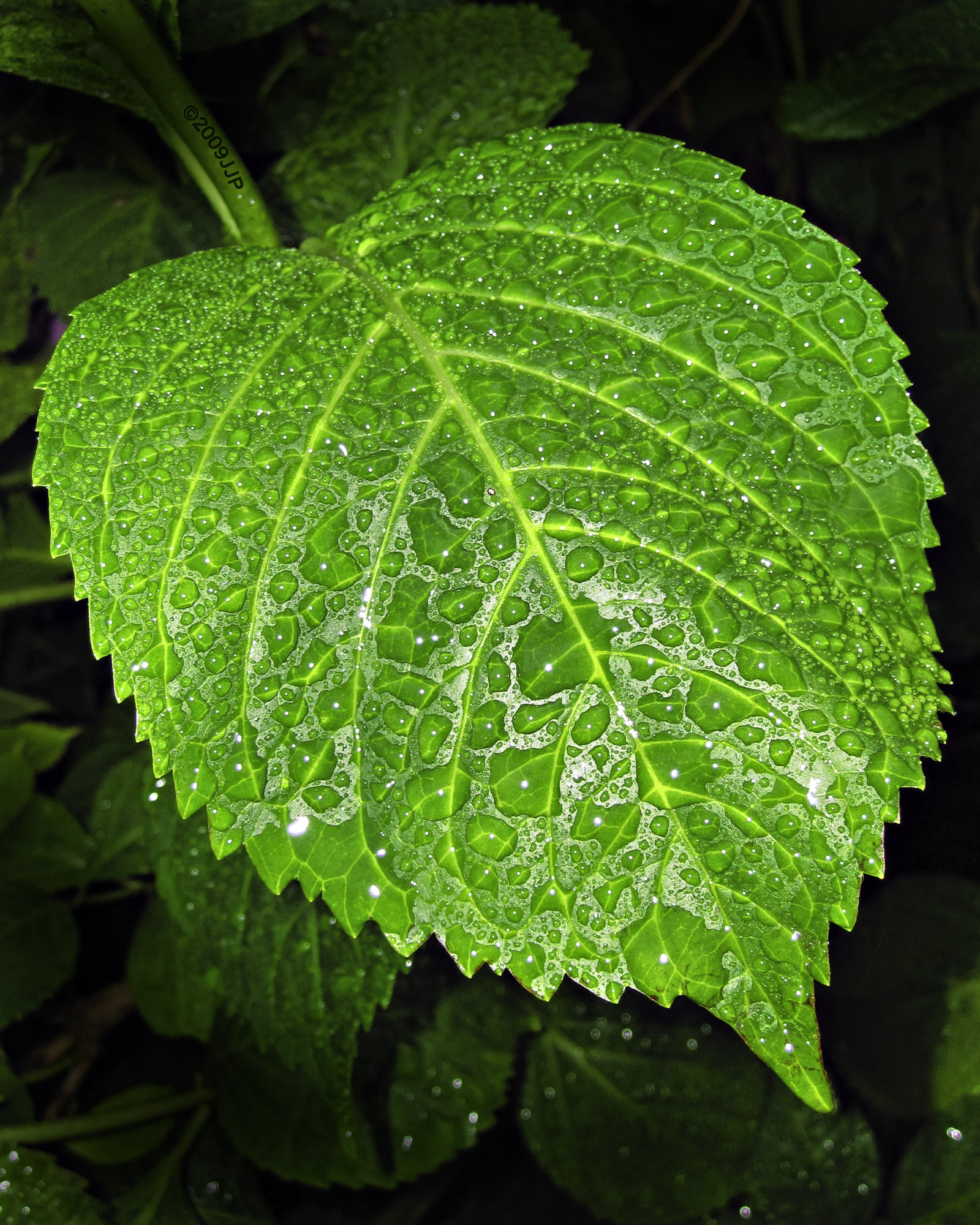 green leaves, lol, Soda, 1080P, bottle, drops, leaf, close-up, Canon, powershot, green Color, will, leaves, $1, NJ, Explore, freshness, flash, nature, Phone HD Wallpaper