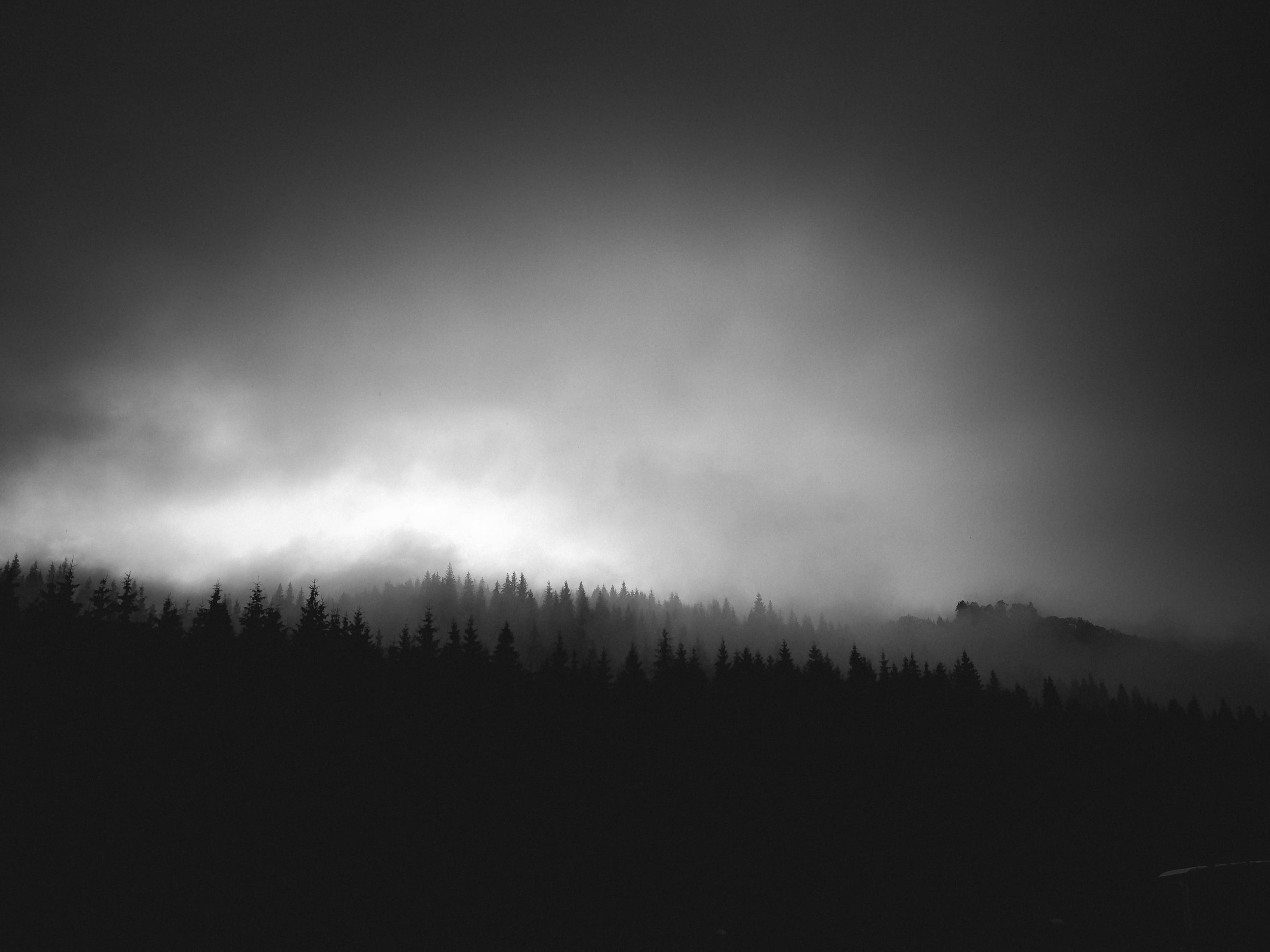forest, bw, dark, clouds, coniferous tree, beauty in nature, 2K, tree, silhouette, trees, landscape, 2017, mountain, outdoors, blacknwhite, HD Wallpaper