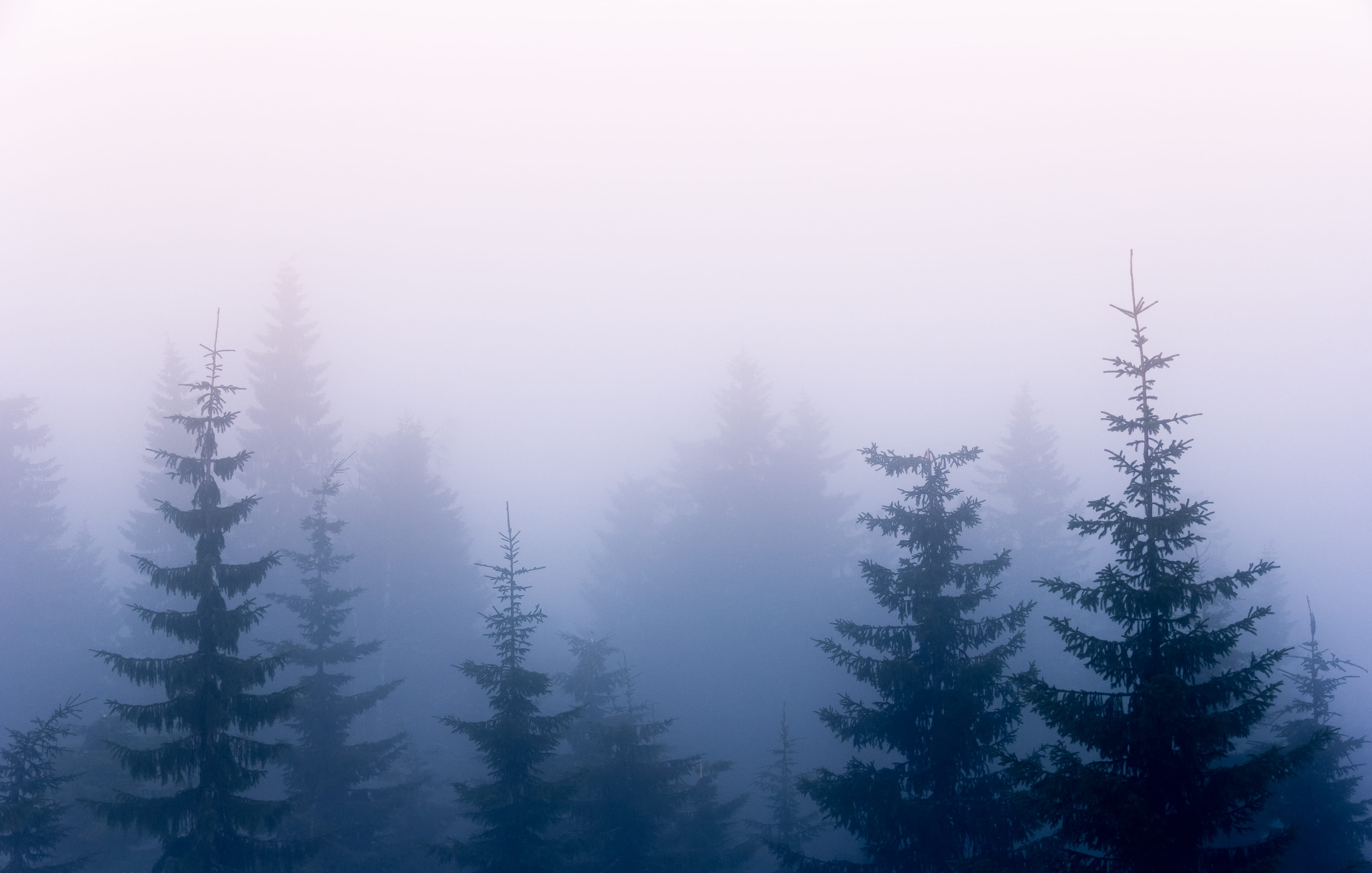 pine tree, beauty in nature, background, coniferous tree, land, scarry, outdoors, woodland, growth, cold temperature, scenic, leafed, misty, tree, forest, HD Wallpaper