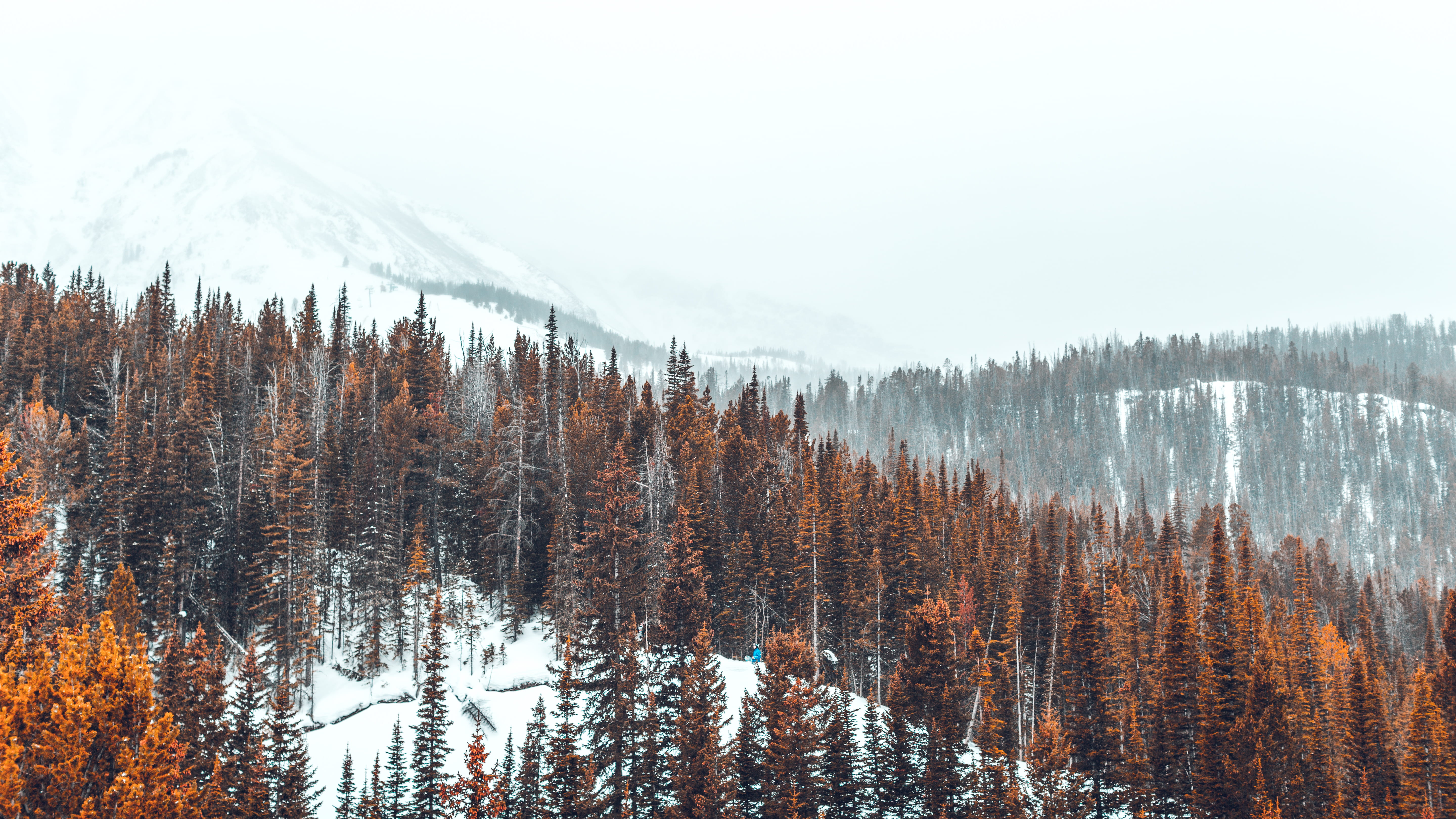 fog, cold temperature, plant, tranquility, evergreen tree, tranquil scene, moody, snow, winter, tree, woodland, mountain, non-urban scene, pine, land, cold, HD Wallpaper