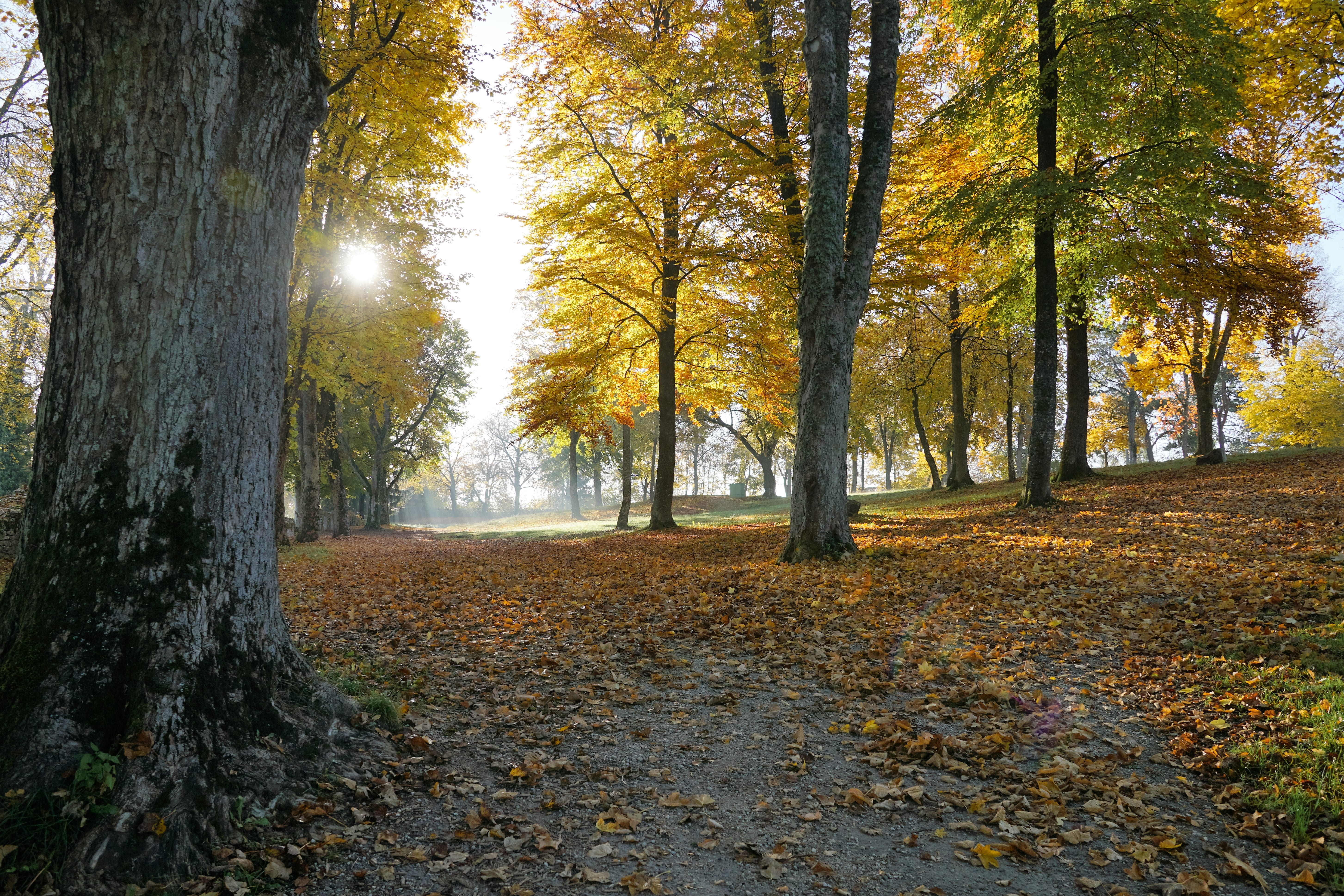 tuttlingen, landscape, tranquil scene, day, sun, autumn forest, field, sky, fall, fish, away, back light, holiday, luck, coloring, scenics - nature, tranquility, HD Wallpaper