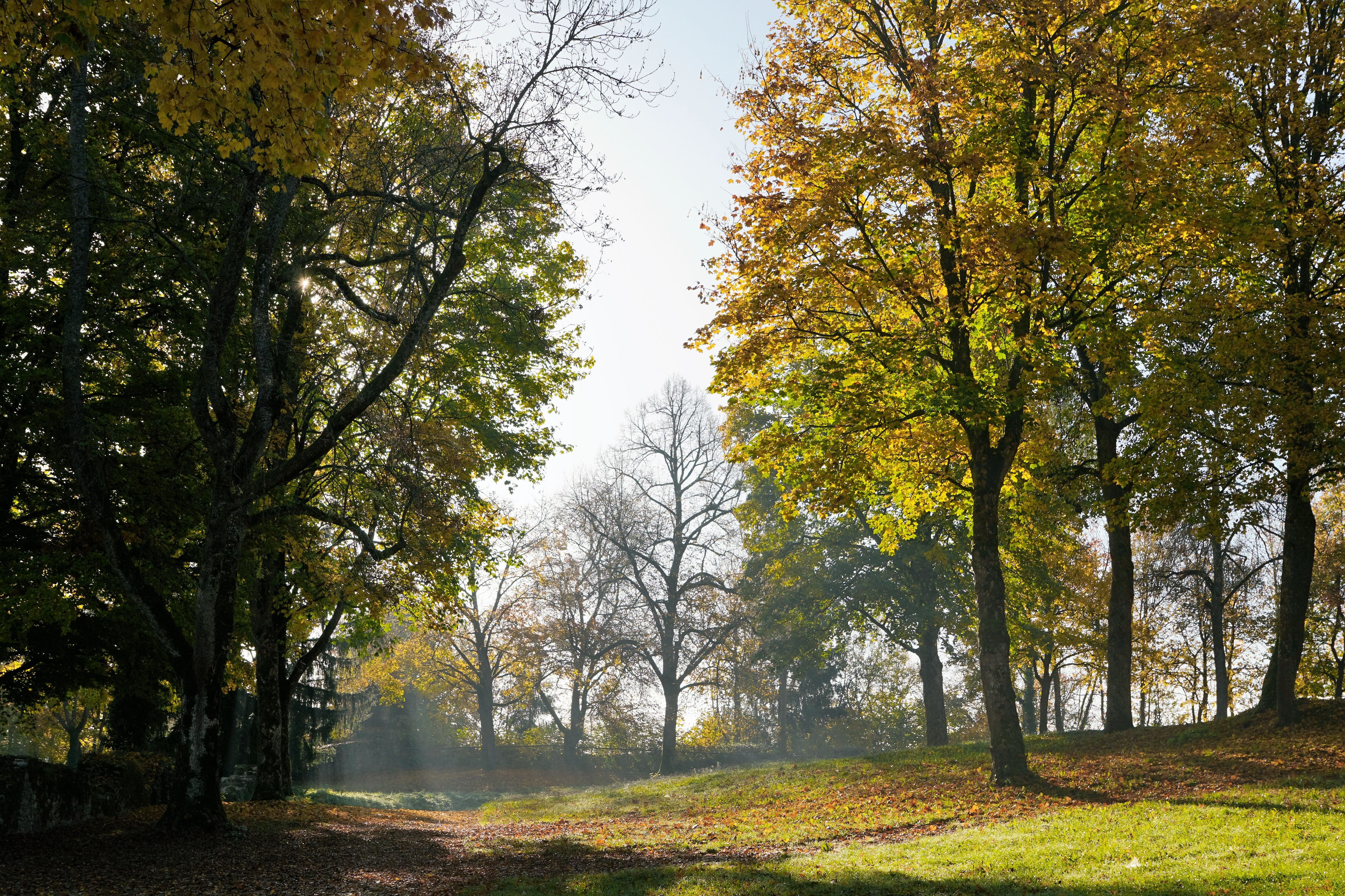 tranquility, grass, fish, silent, bergsee, park, away, scenics - nature, meadow, autumn forest, day, tuttlingen, sun, promenade, leaves, nature, bush, park - man made space, HD Wallpaper