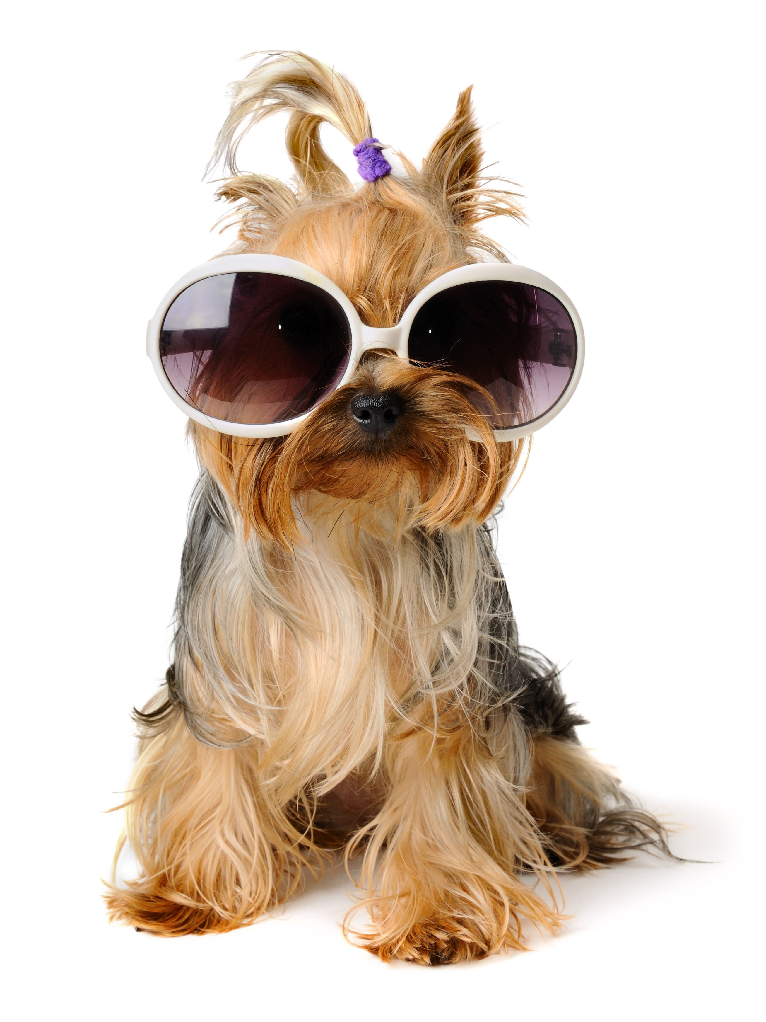 cut out, mammal, sunglasses, animal themes, hairstyle, framed, oversized, small, pets, fashion, hair, white background, white, yorkshire terrier, domestic animals, Phone HD Wallpaper