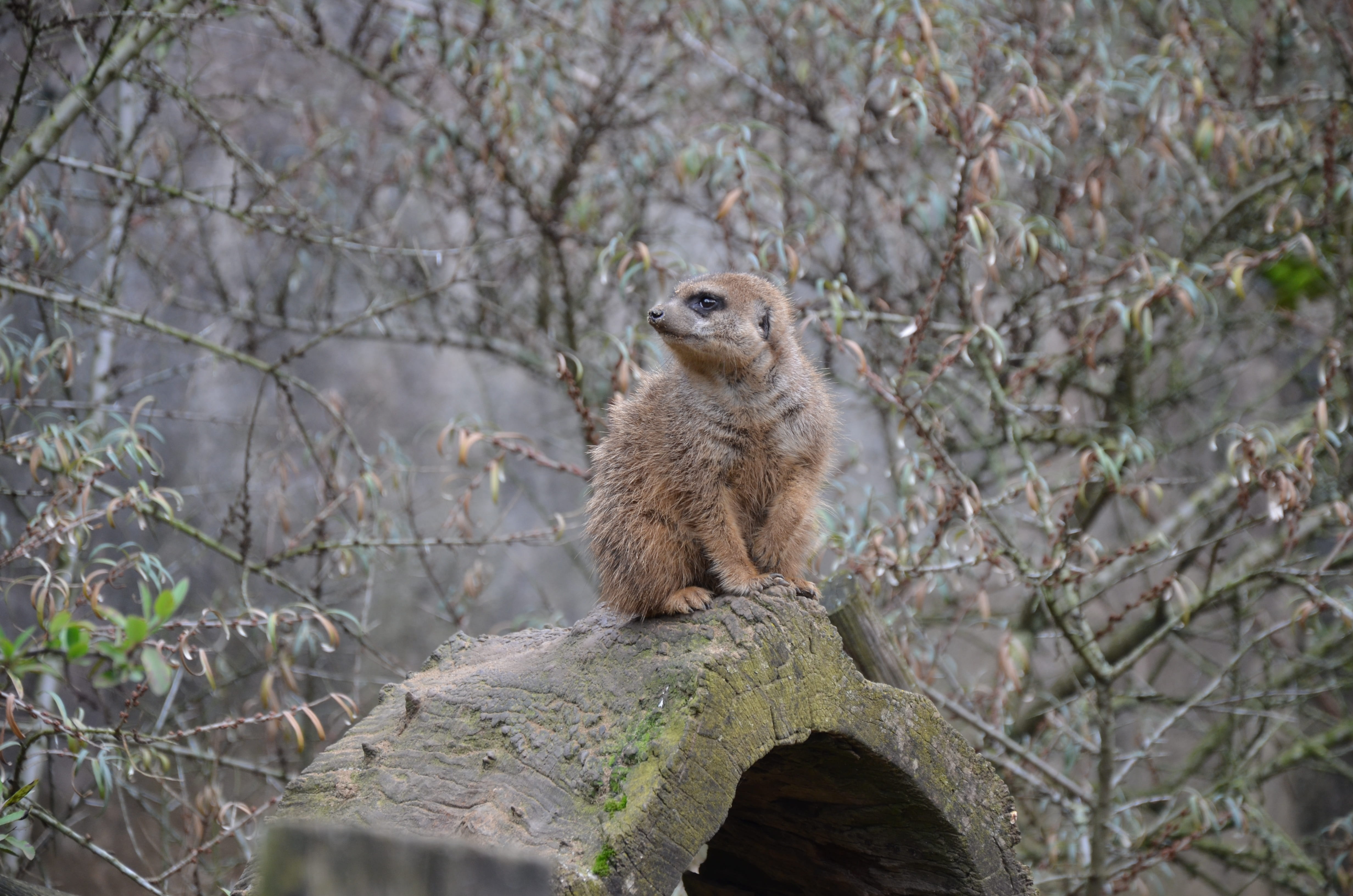 social, animal portrait, wild, one animal, animal, overseer, nature, focus on foreground, attention, guard, tree, no people, outdoors, sitting, animals in the wild, HD Wallpaper