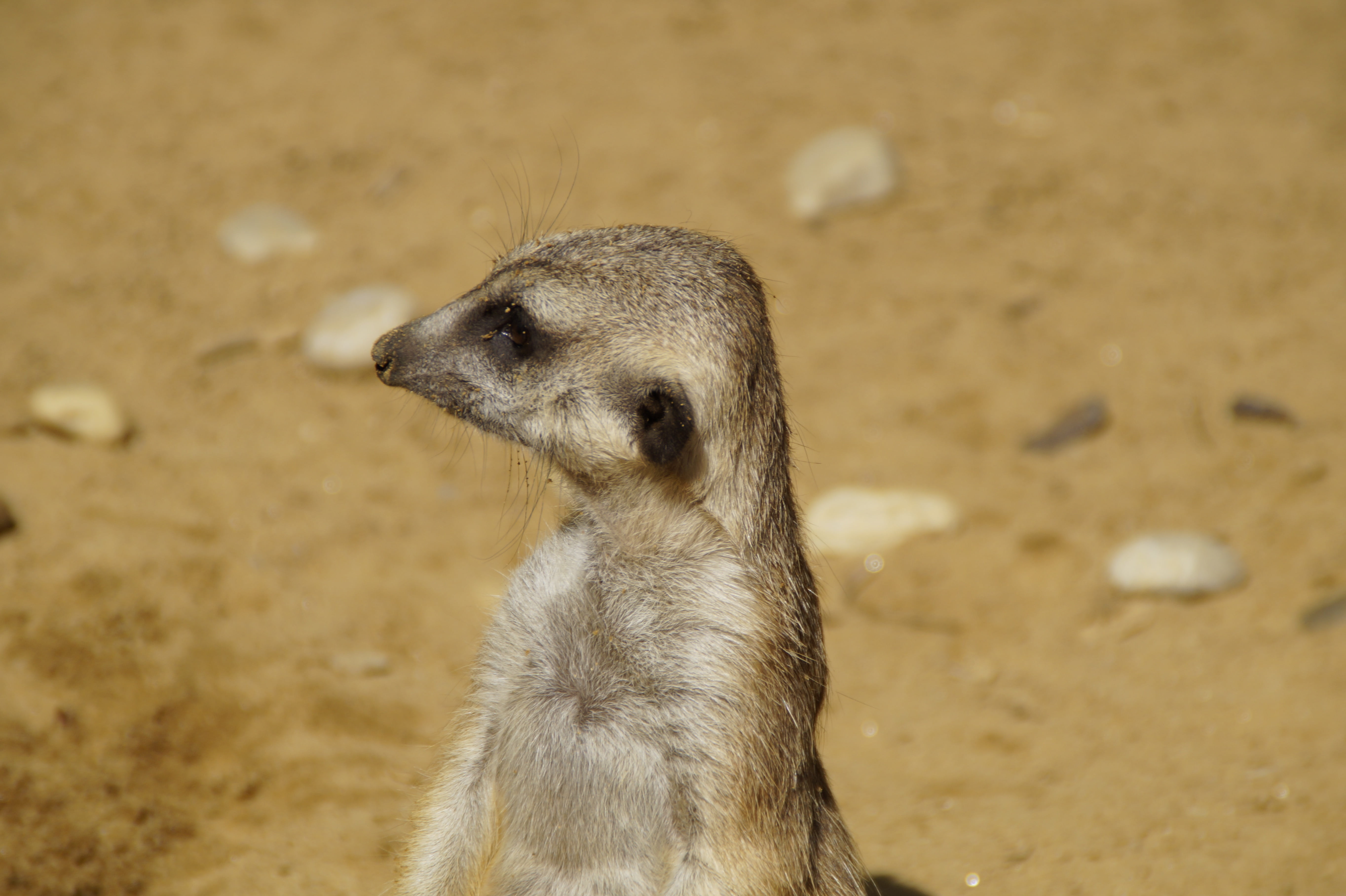 animals in the wild, one animal, profile view, portrait, pose, looking, animal themes, no people, head, close, animal head, whisker, outdoors, animal wildlife, HD Wallpaper
