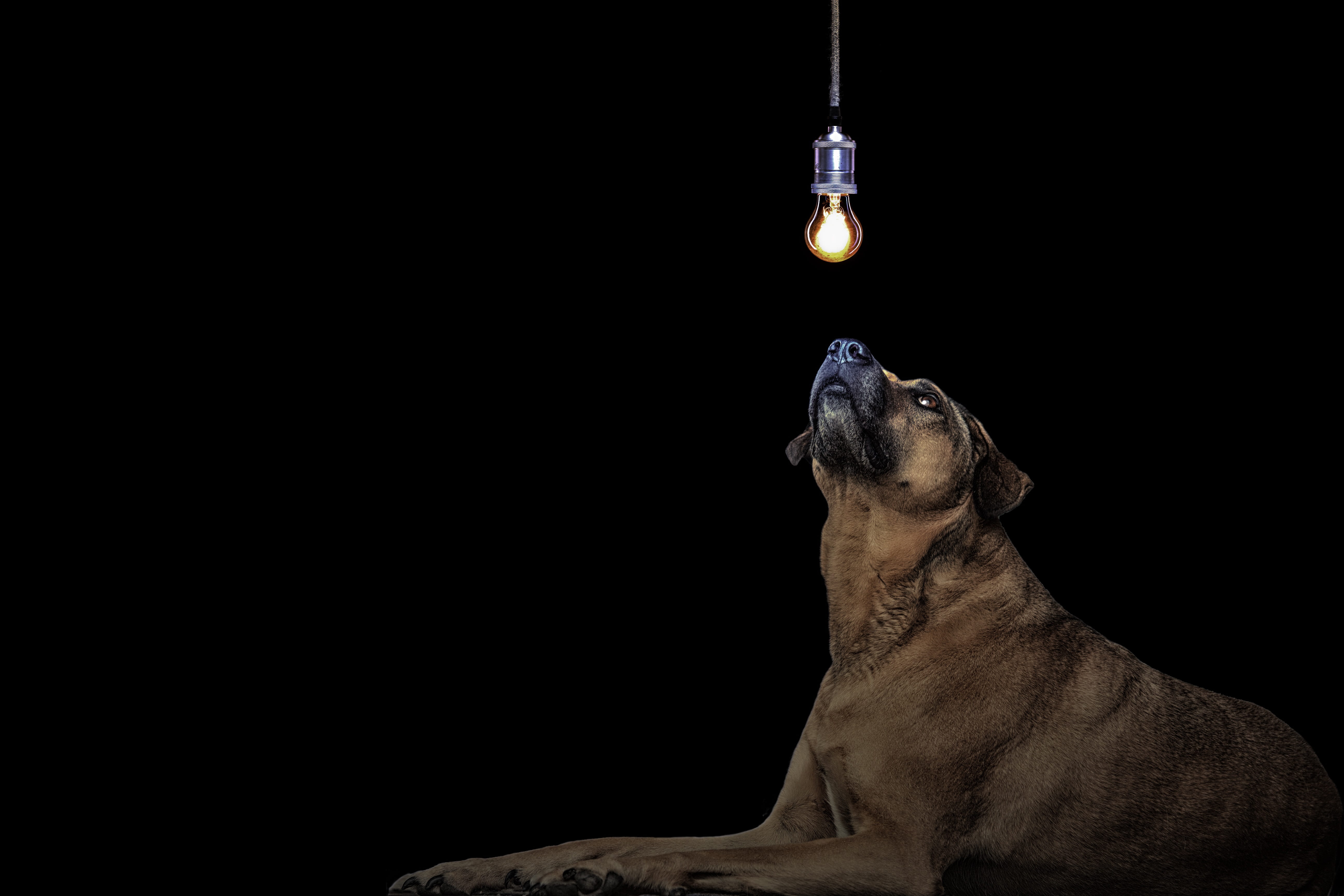 illuminated, lighting, dark, tan, lying, studio shot, black background, dog, animal head, background, close-up, kangal, copy space, animal, 5K, animal themes, HD Wallpaper