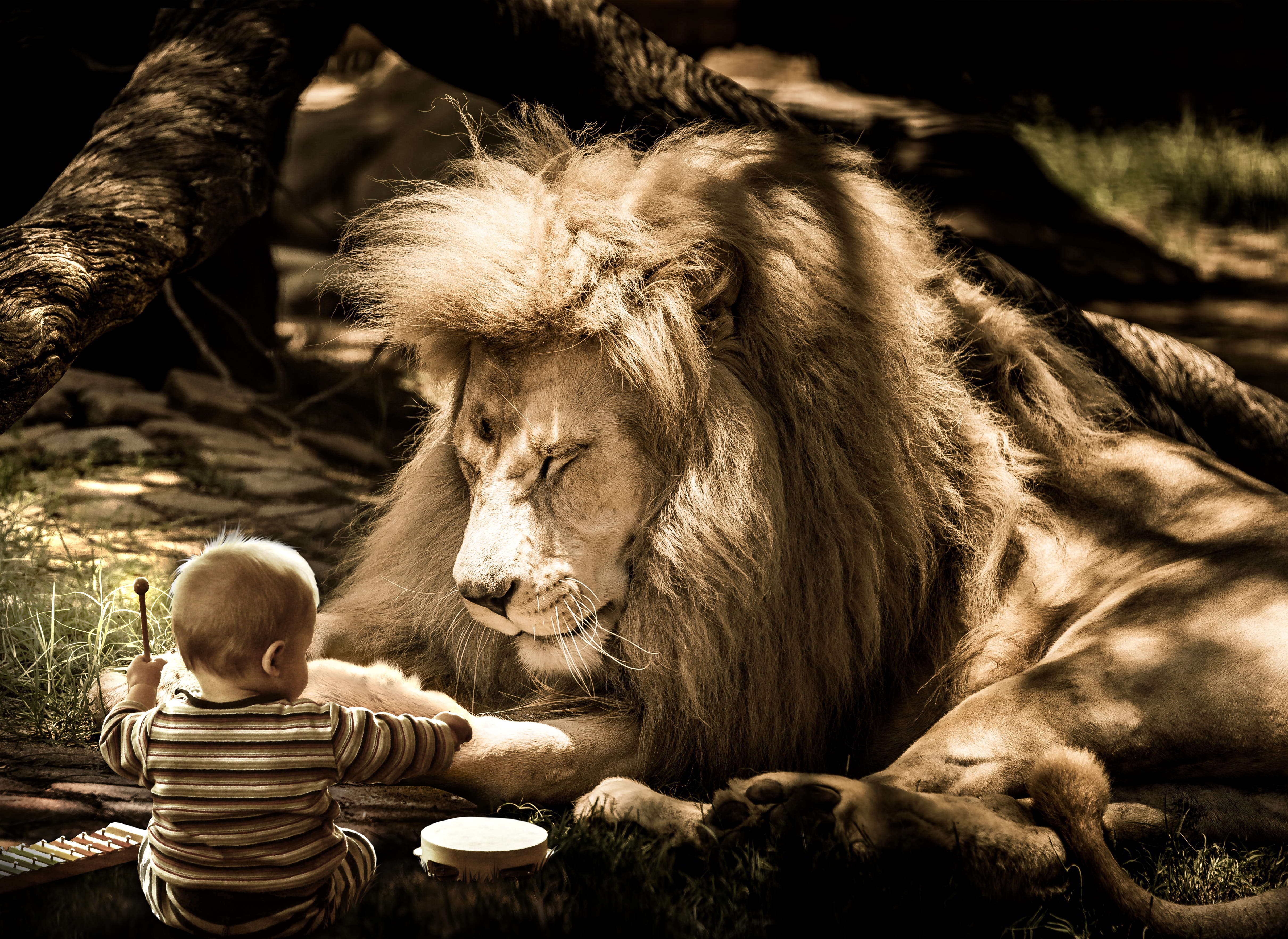 togetherness, mowgli, relaxation, musician, animals in the wild, image editing, music, concerns, sit, lion, looking, fall asleep, nature, happy, volume, HD Wallpaper