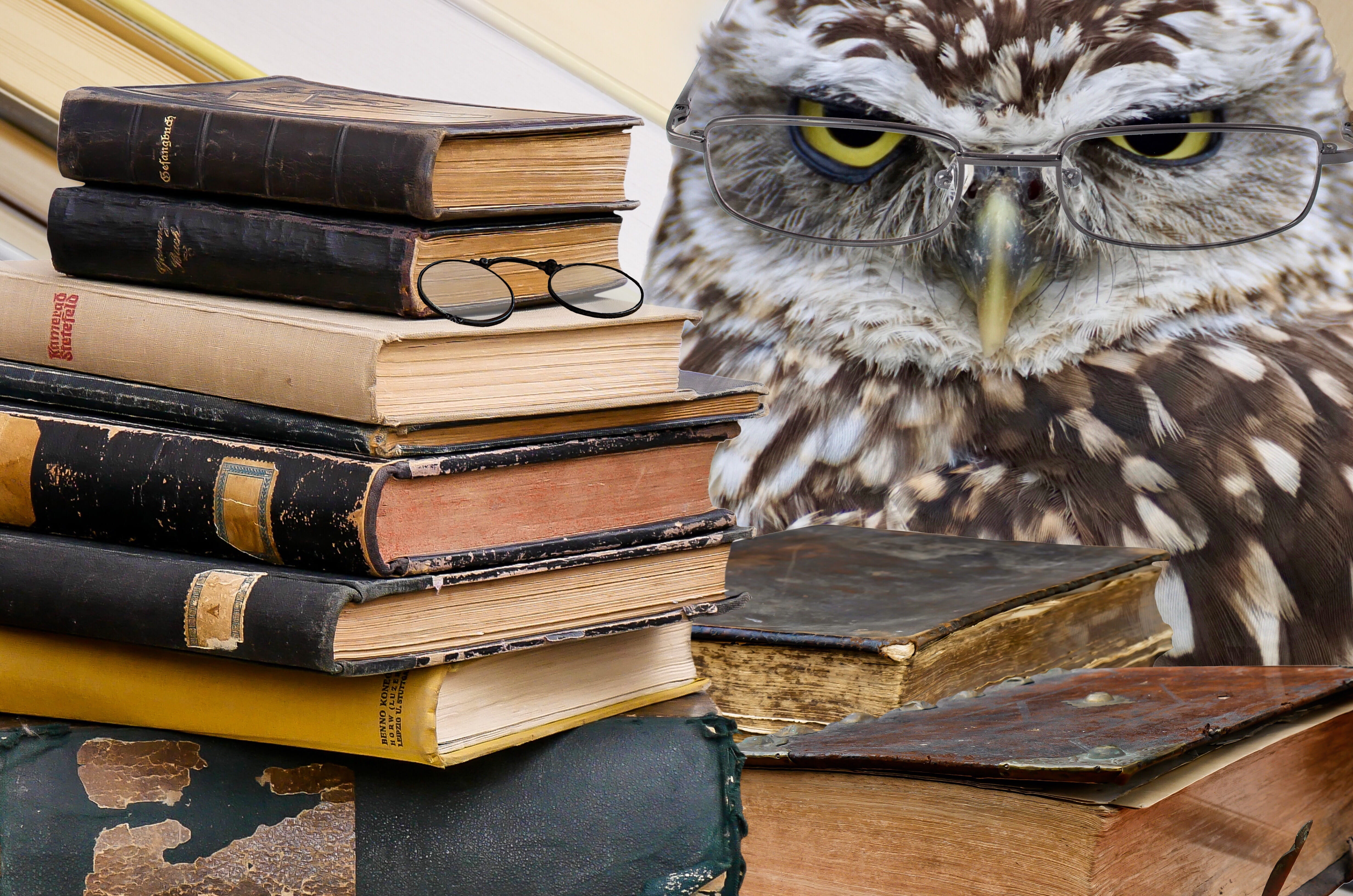 education, stack, textbook, 4K, composing, brown, owl, bill, glasses, animals in the wild, one animal, eagle, plumage, beside, portrait, studying, close-up, HD Wallpaper