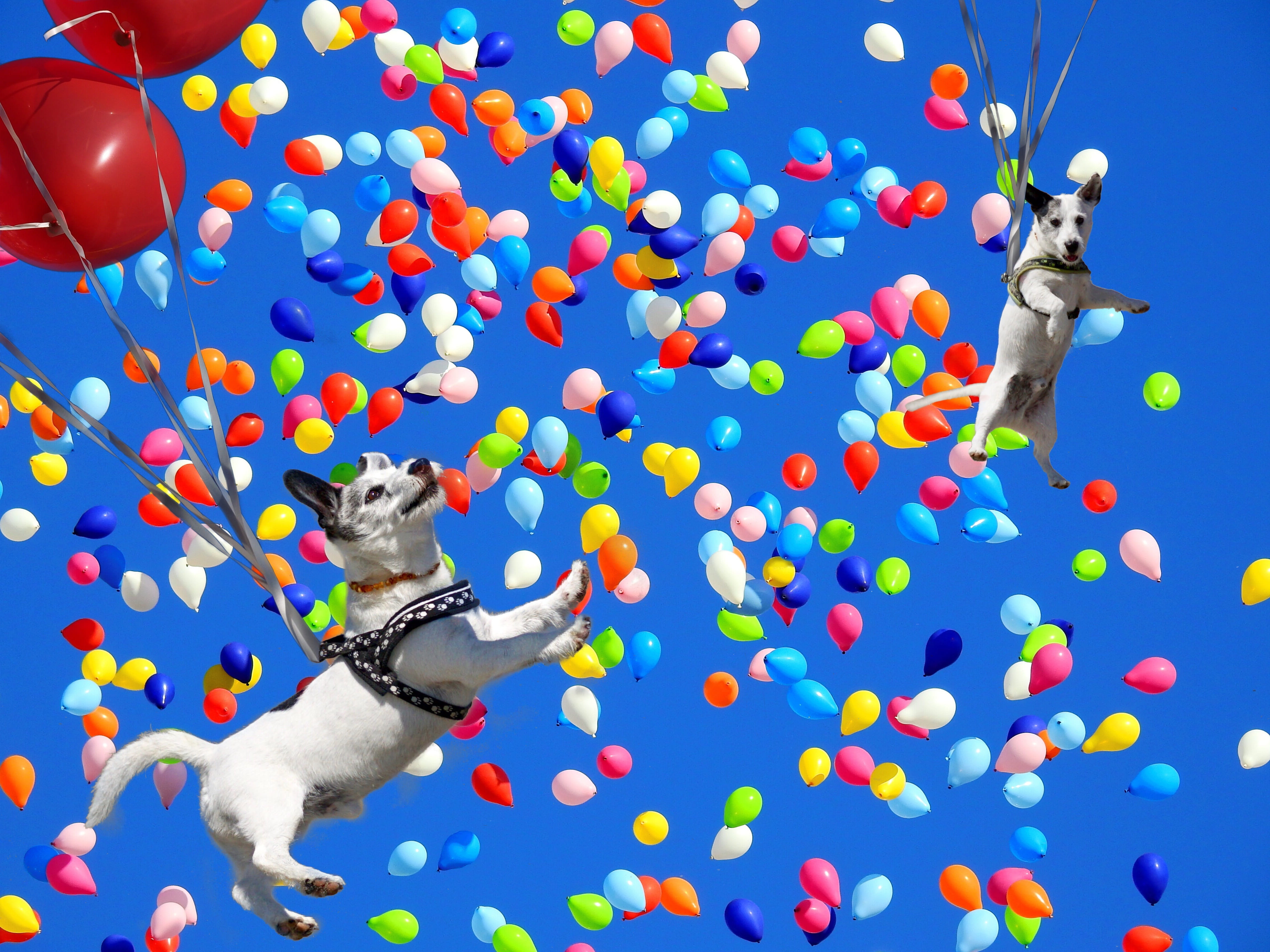 motion, funny, colorful balloons, composing, color, ballons, 4K, domestic, celebration, pets, joy, image manipulation, fun, sky, humor, upgrade, funny photo, HD Wallpaper