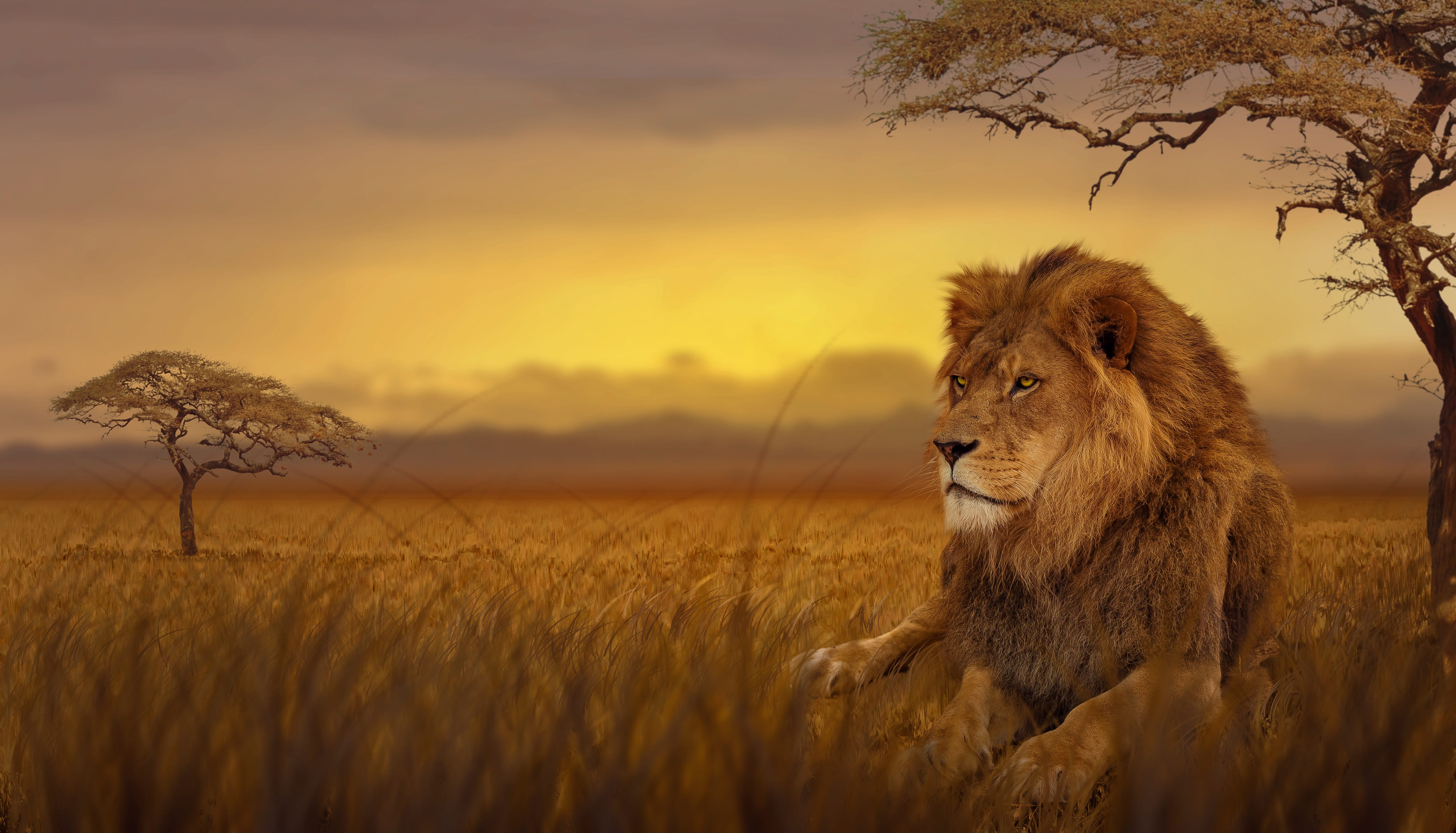 nature, lion - feline, animal, trees, 4K, steppe, near, no people, plant, tree, animal wildlife, safari, savannah, sunset, one animal, mammal, brown, animals in the wild, HD Wallpaper