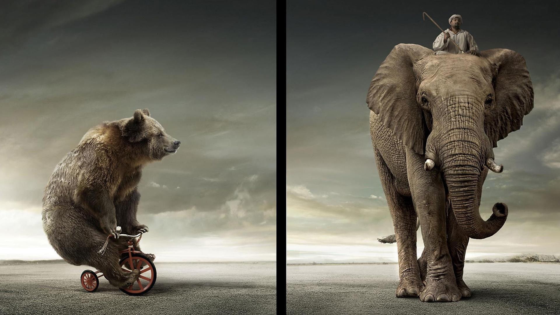 elephant, rider, bike, picture, animals, 1080P, phot, crazy, bear, funny, image, digital work, bicycle, HD Wallpaper