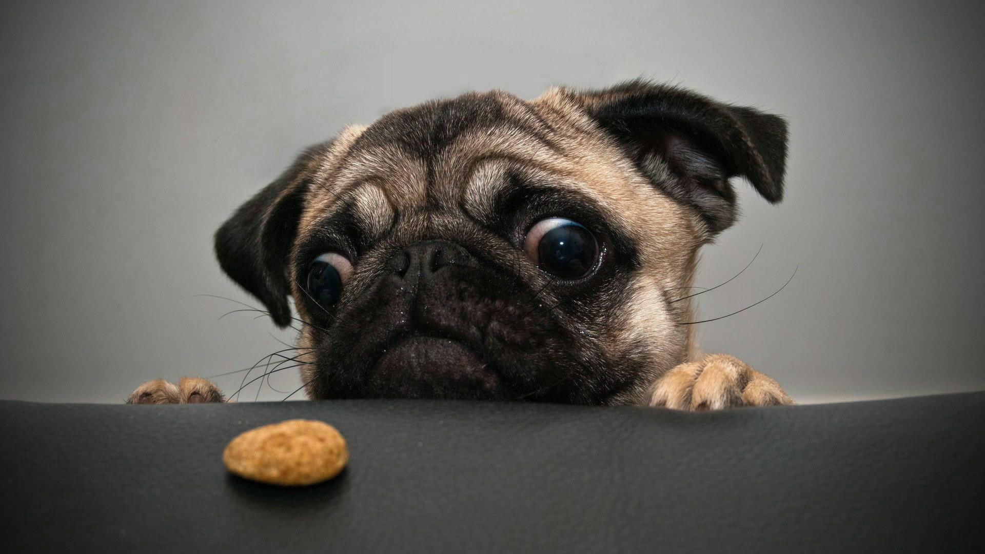 animals and birds, crazy, fawn, pug, 1080P, HD Wallpaper
