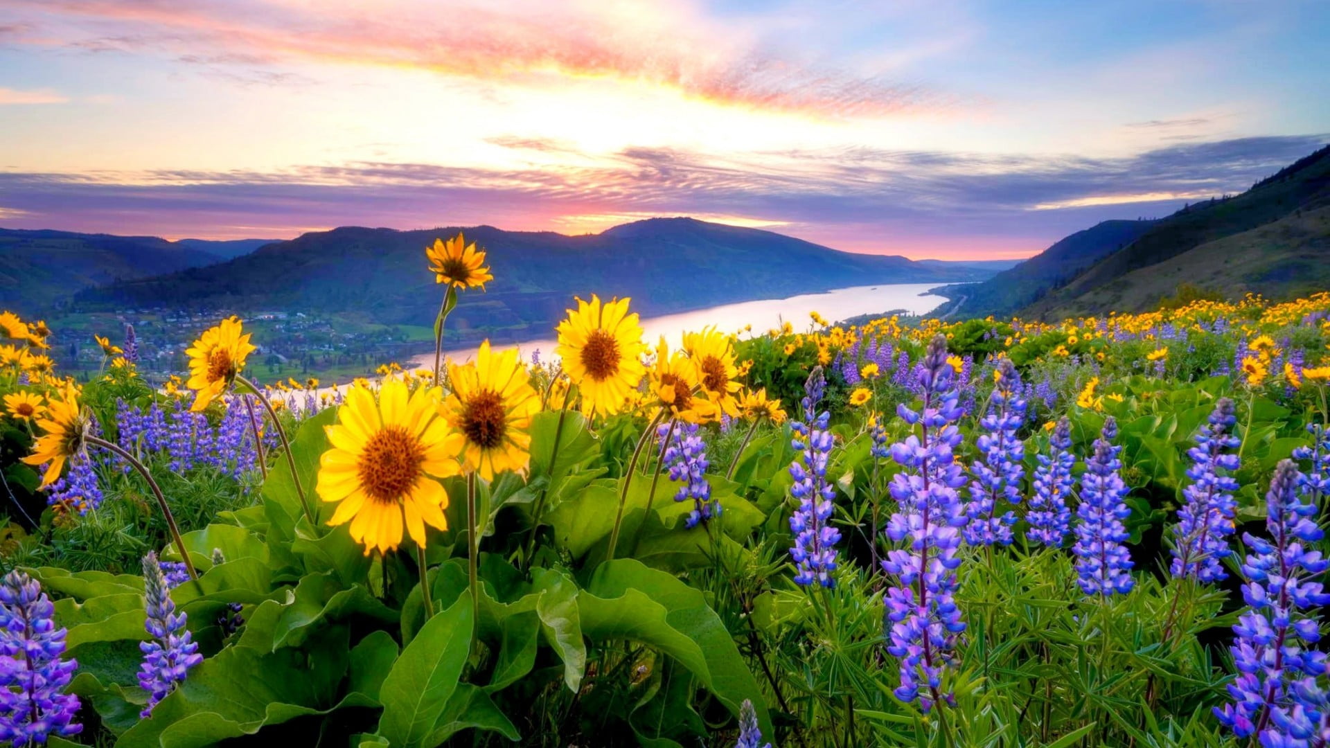 freshness, outdoor, plant, garden, leaf, yellow, land, beauty in nature, flower head, mountain, tree, vulnerability, environment, tranquil scene, lawn, HD Wallpaper