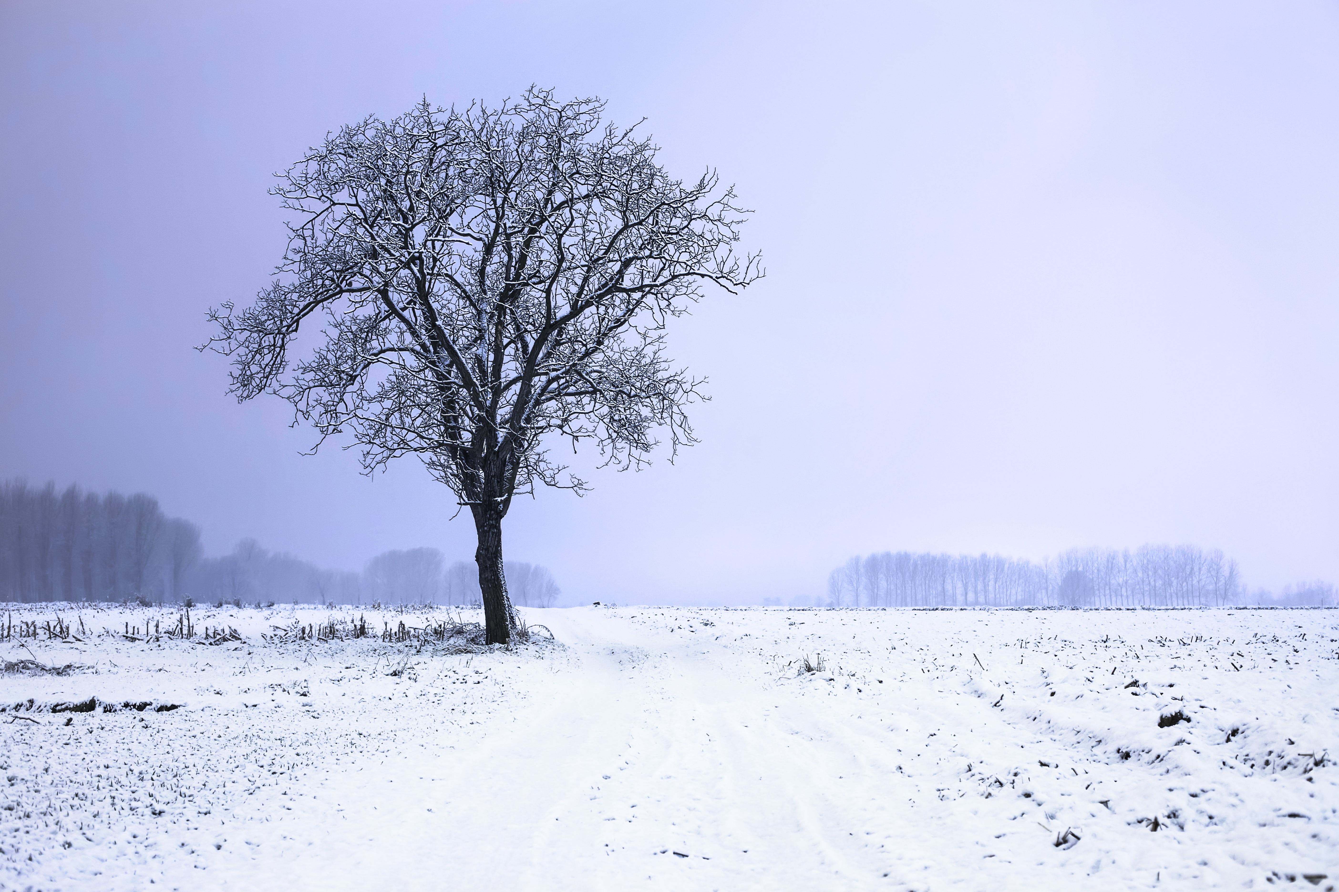landscape, photography, forest, edit, scape, toolkit, image, black, photoshop  elements, remix, single, frost, white, lenny, winter, creative  commons, HD Wallpaper