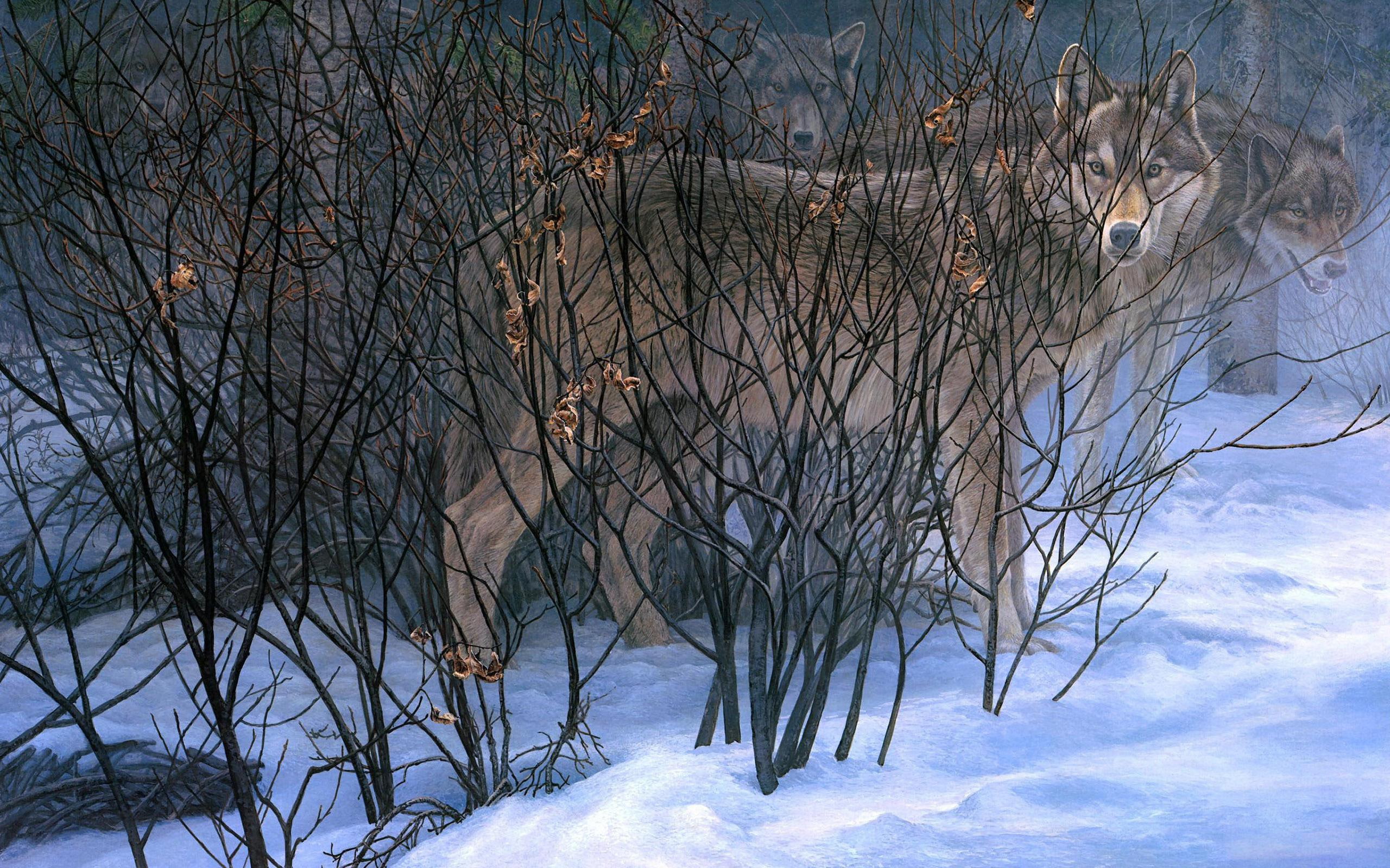 forest, winter, hiding, wolves, snow, wolf, 2K, digital art, 2560x1600, brown, HD Wallpaper