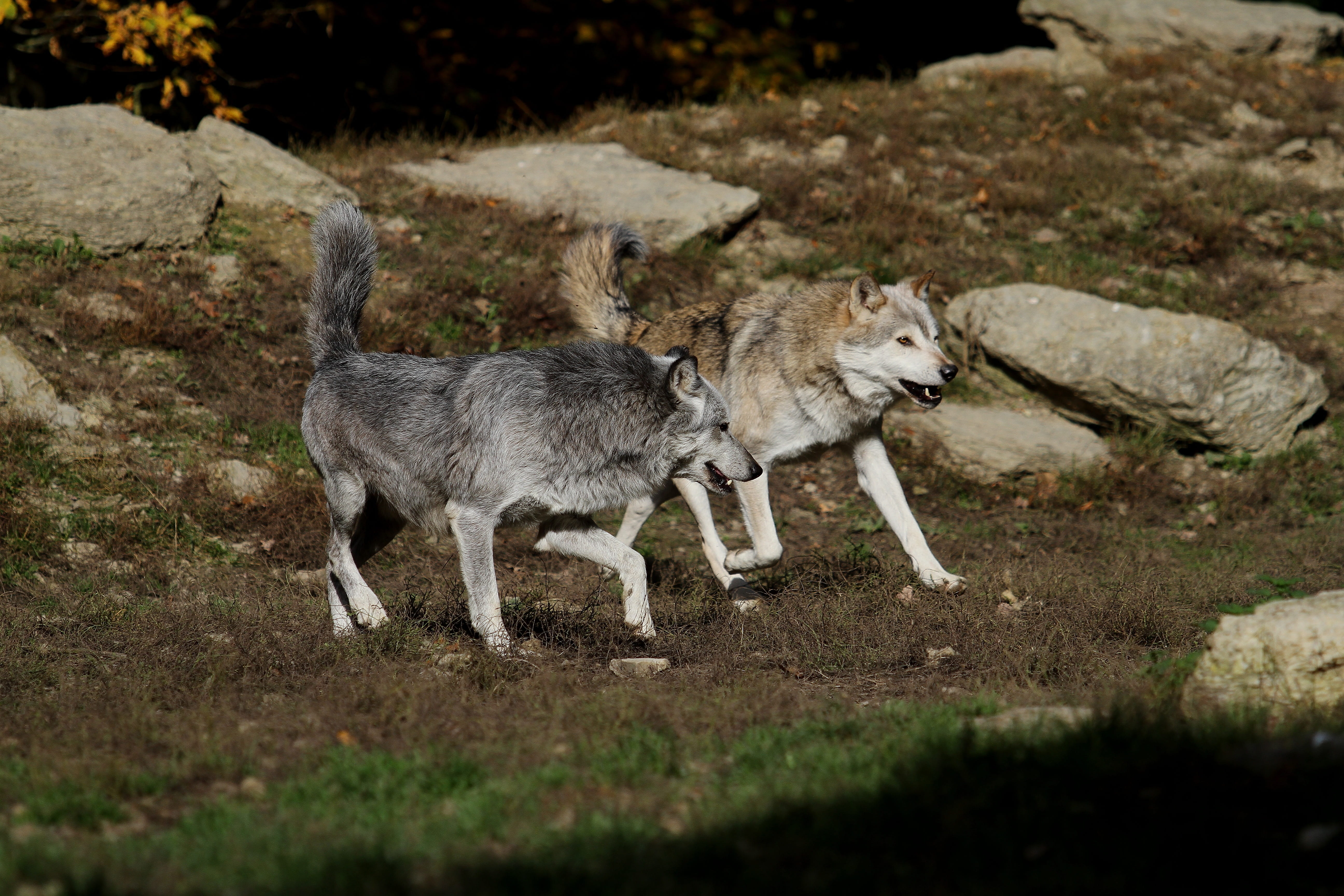 pack, animal themes, domestic, two animals, full length, selective focus, predator, domestic animals, young animal, animal family, land, field, pets, mammal, HD Wallpaper
