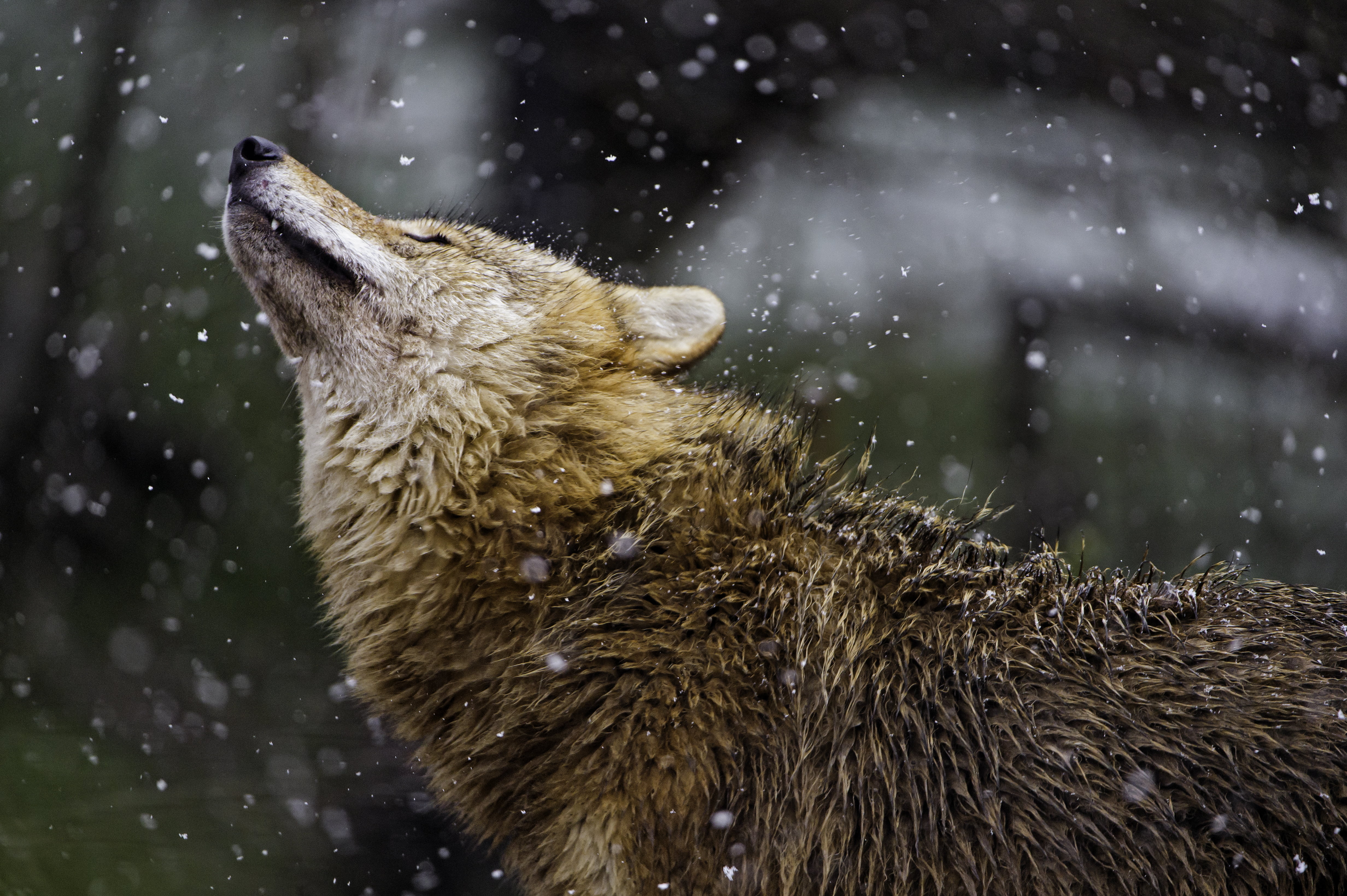 forest, nature, profile, Wolf, zürich  zoo, cold, mammal, switzerland, mongolian, animal, snow, arctic, canid, wildlife, winter, 4K, wildlife photography, HD Wallpaper