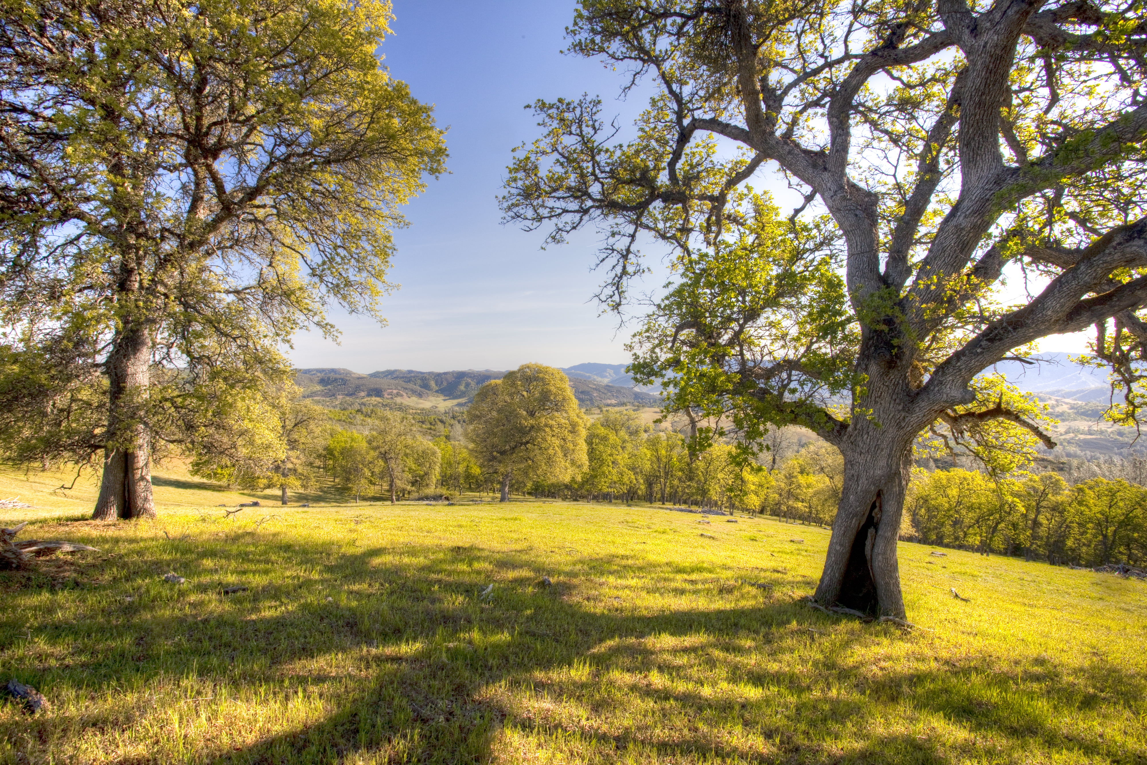 grass, landscape, tree, BLM, daytime, california, nature, scenics, lands, cache, creek, Bureau of Land Management, conservation, sky, NLCS, 4K, national, HD Wallpaper