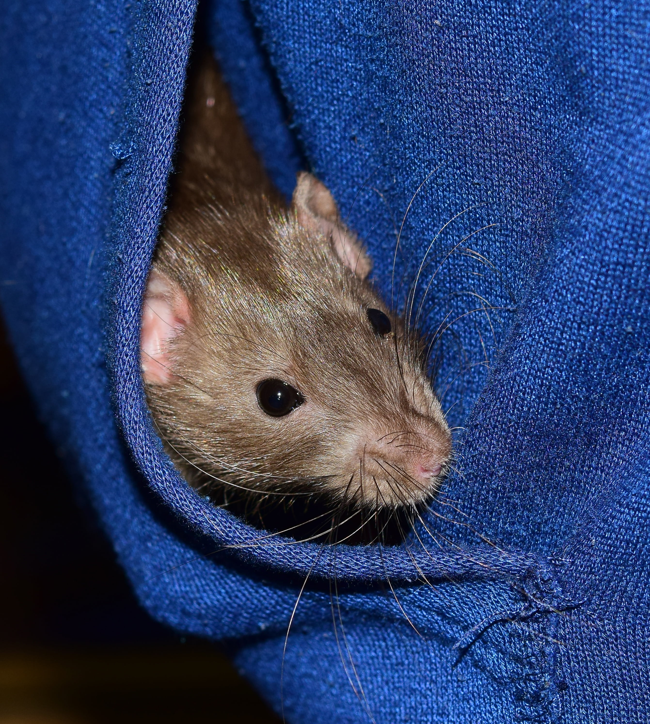 mammal, jeans, handzahm, hair, close-up, 2K, portrait, cute, fluffy, dear, one person, indoors, domestic animals, animals of lovers of, animal, domestic, Phone HD Wallpaper
