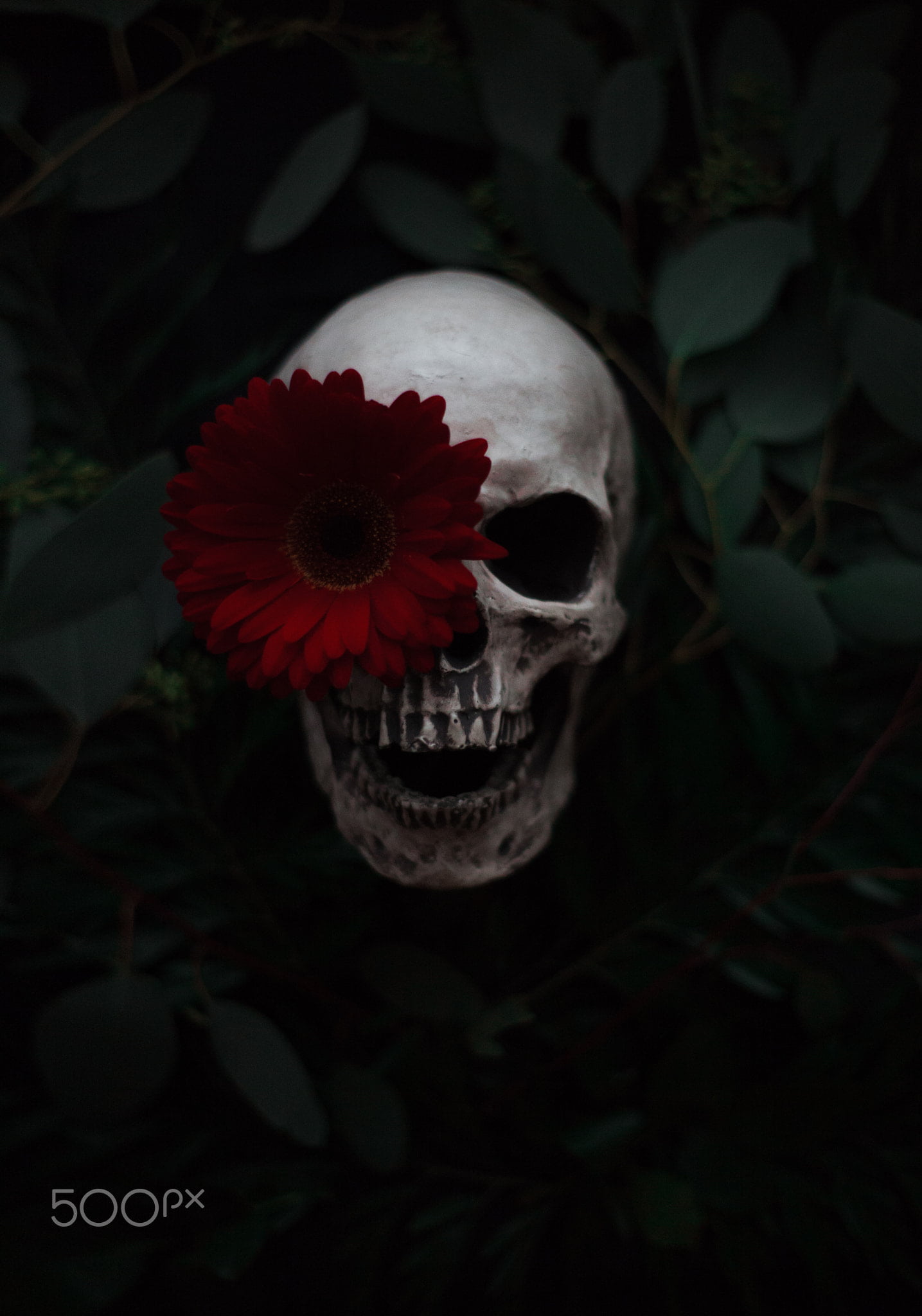 beauty in nature, 1080P, human skeleton, flower, 500px, halloween, nature, spooky, flowers, red, growth, dark, plants, fear, outdoors, skull, bone, flower head, Phone HD Wallpaper