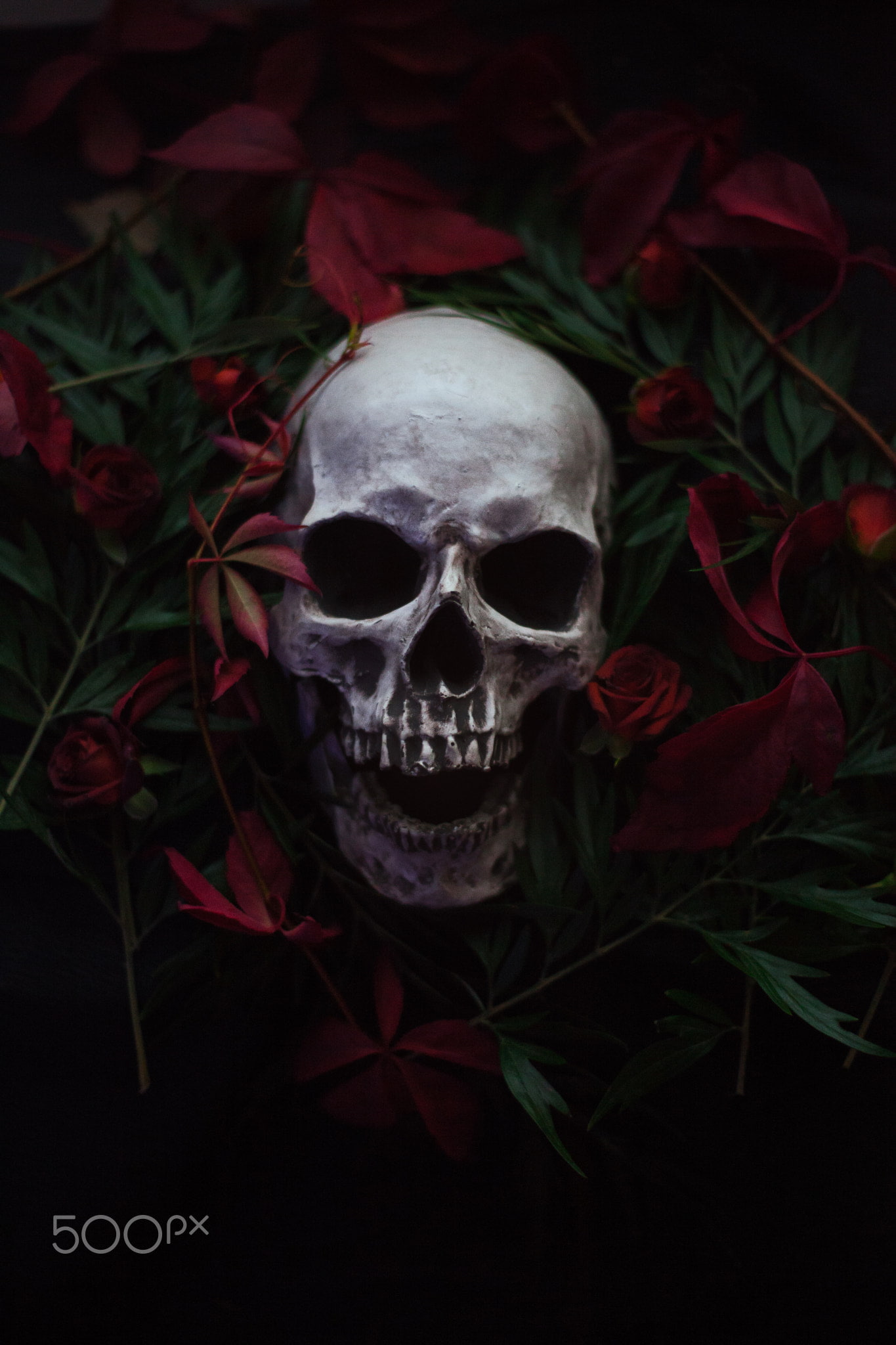 skull, plants, 1080P, Artem Phoenix, flowers, 500px, Phone HD Wallpaper